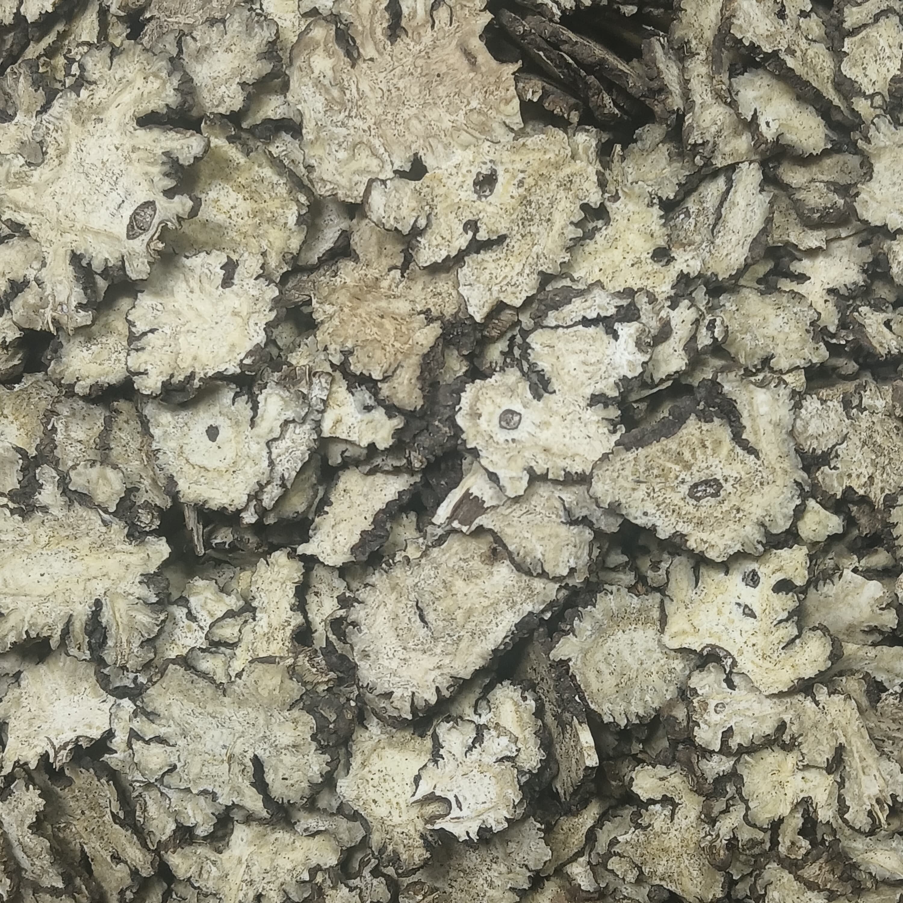 Ligusticum (Chuan Xiong)