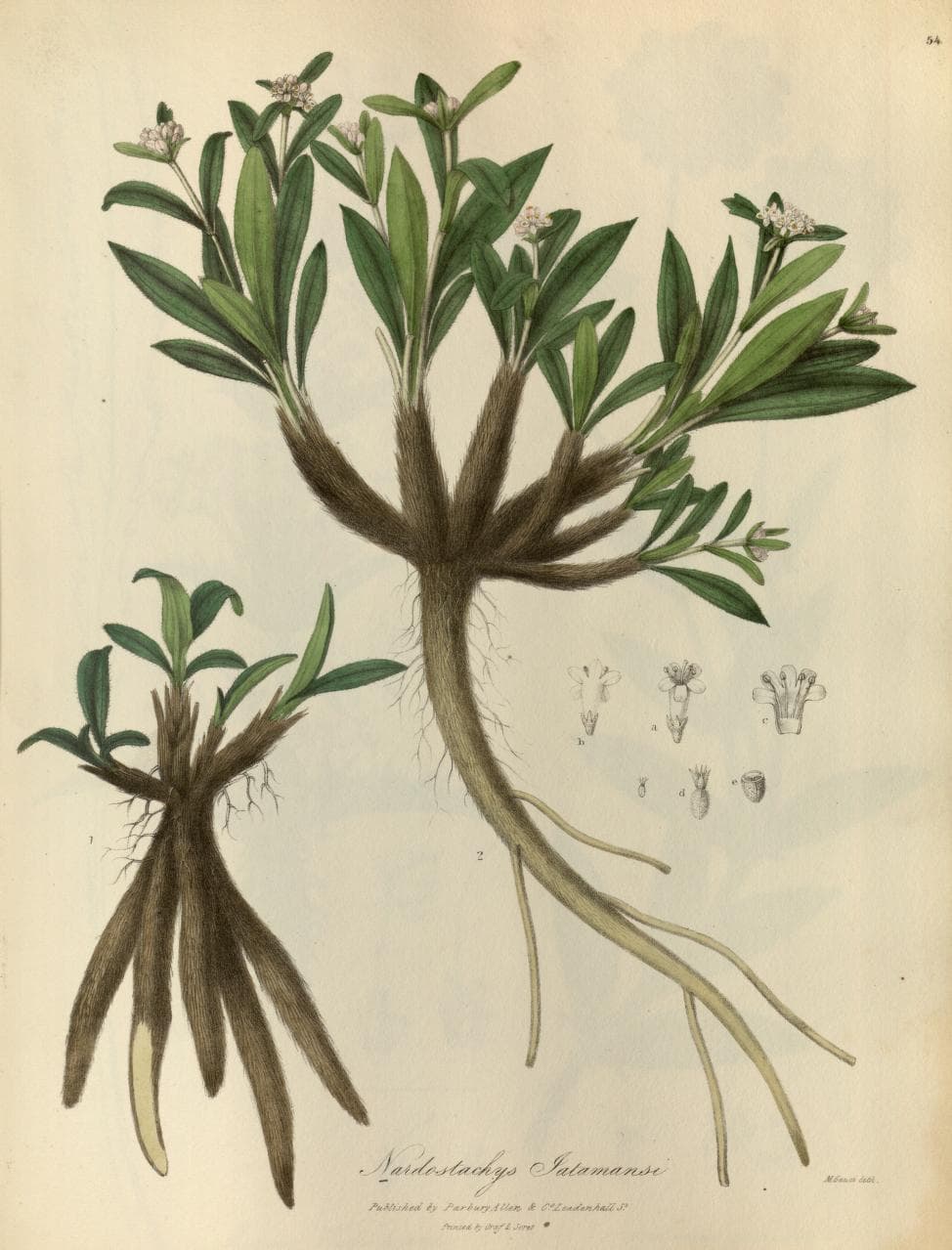 Jatamansi (Spikenard)