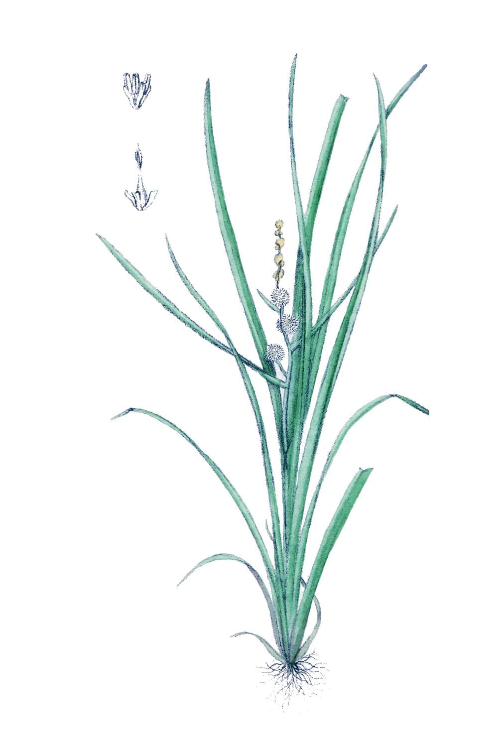 Sparganium (San Leng)