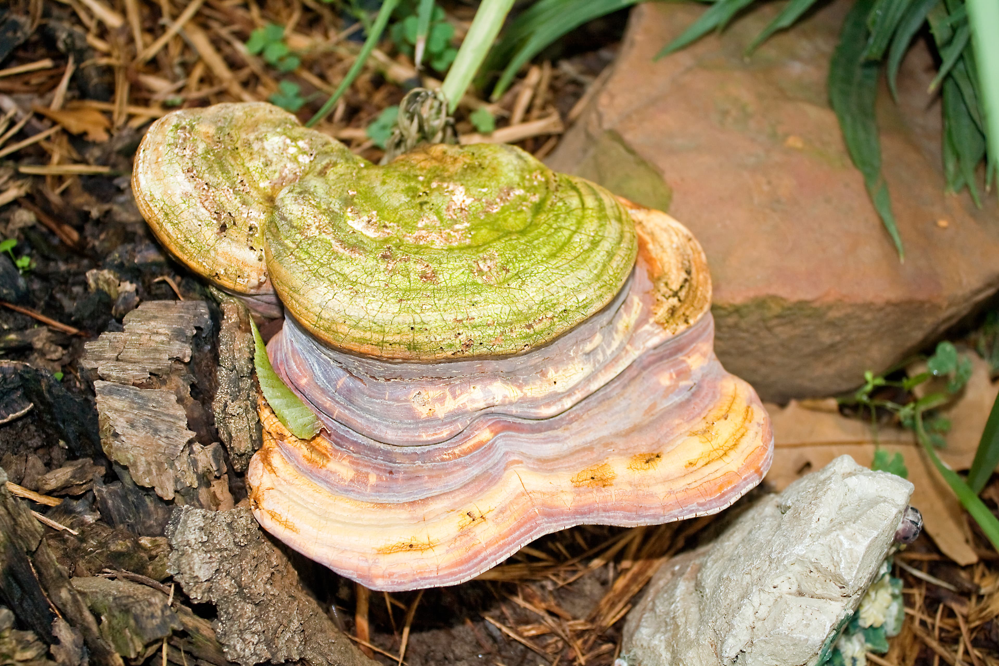 Reishi