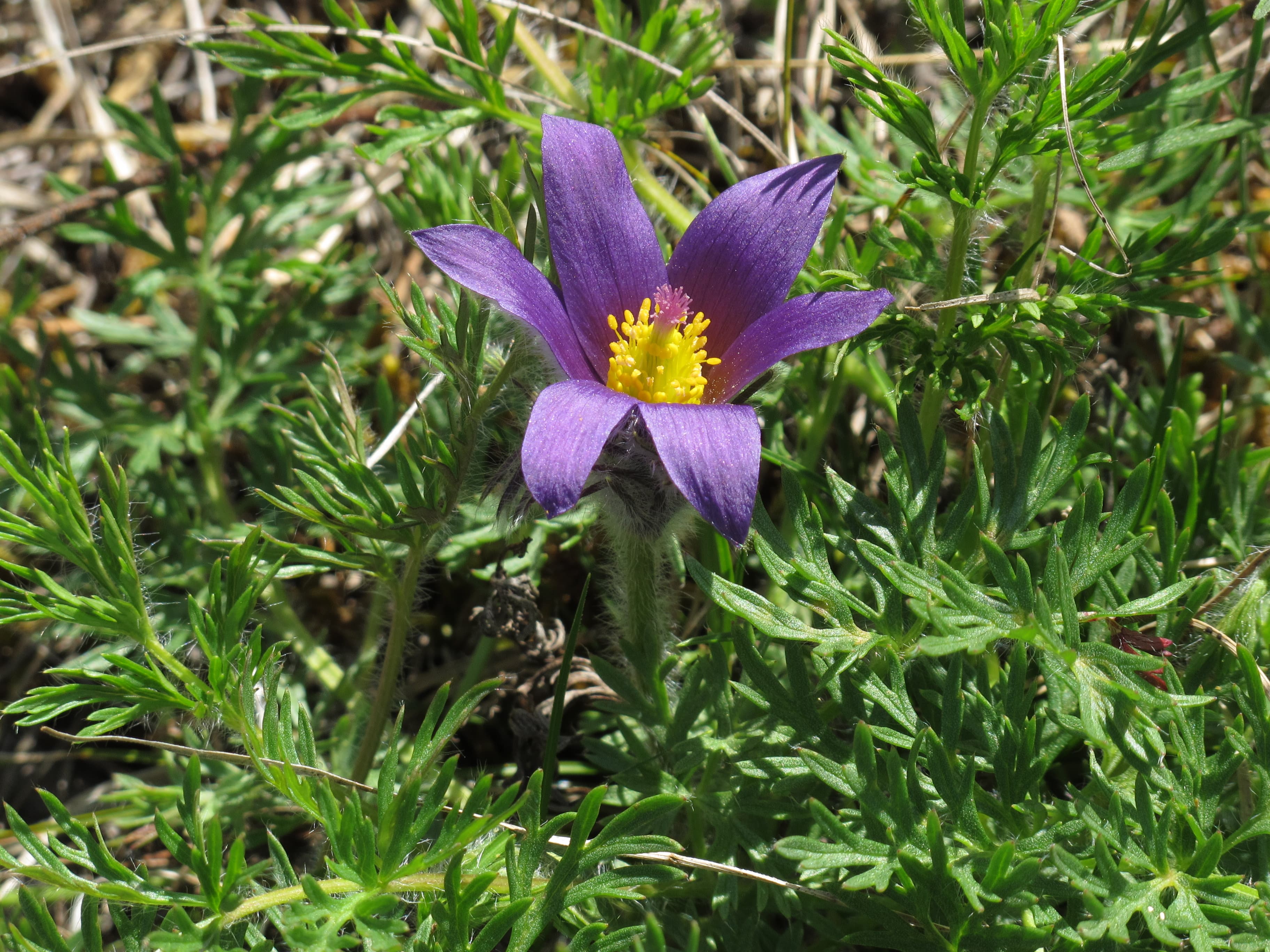 Pulsatilla