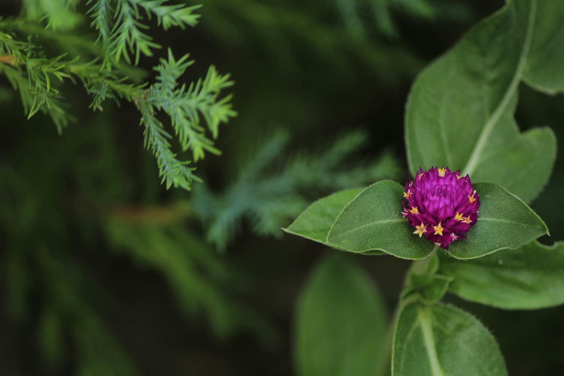 Amaranth