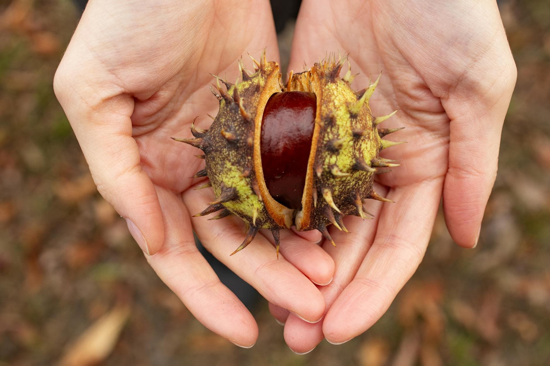 American Chestnut