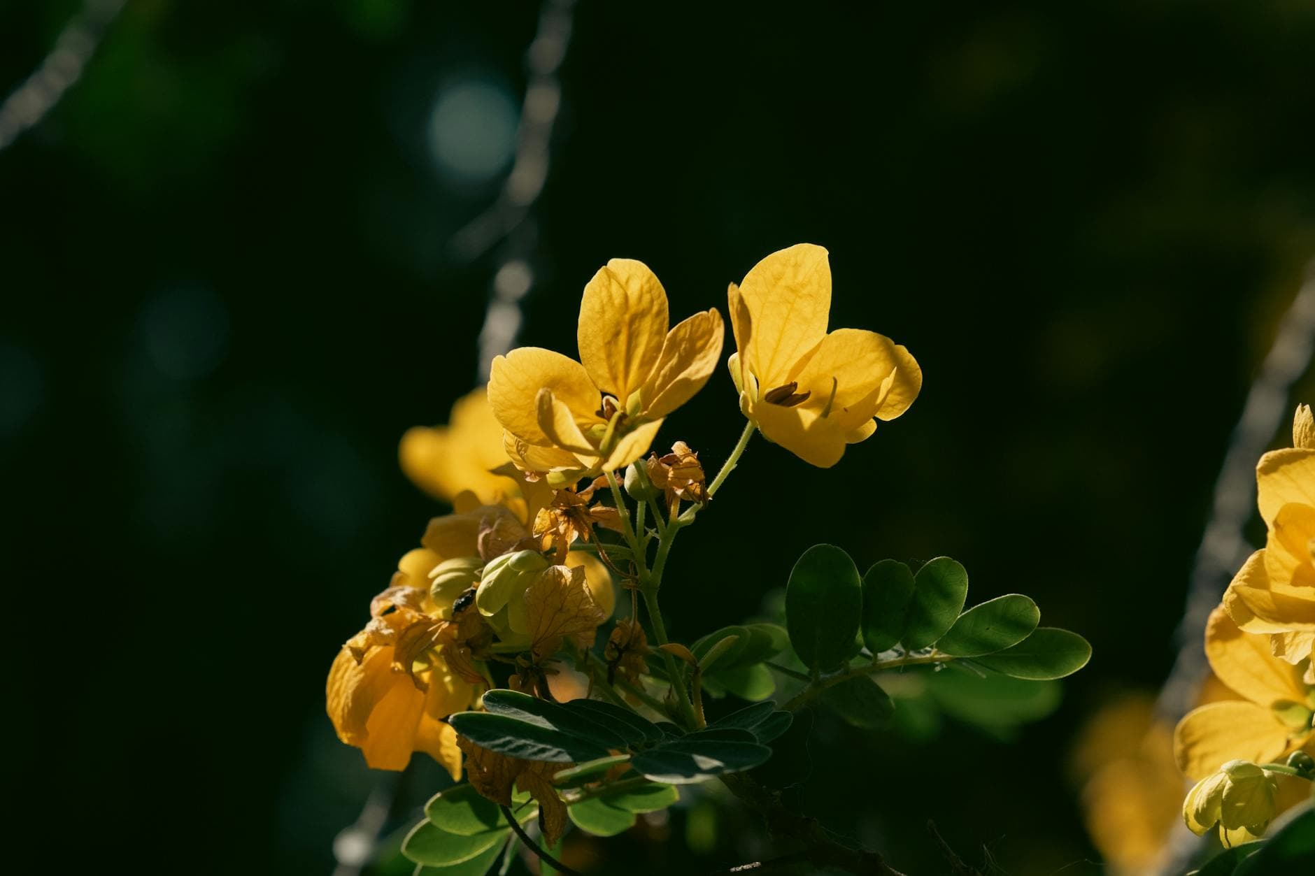 American Senna