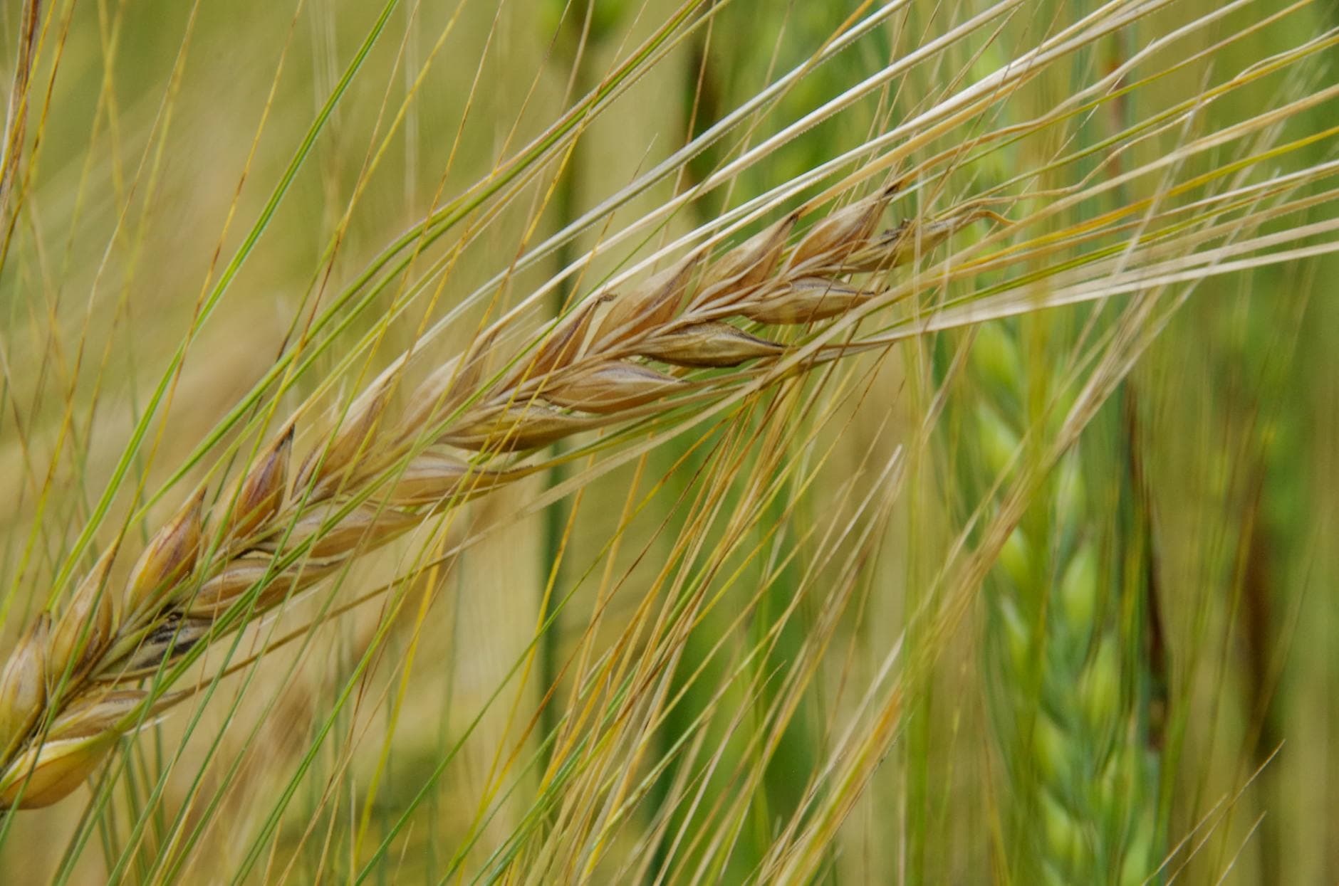 Barley