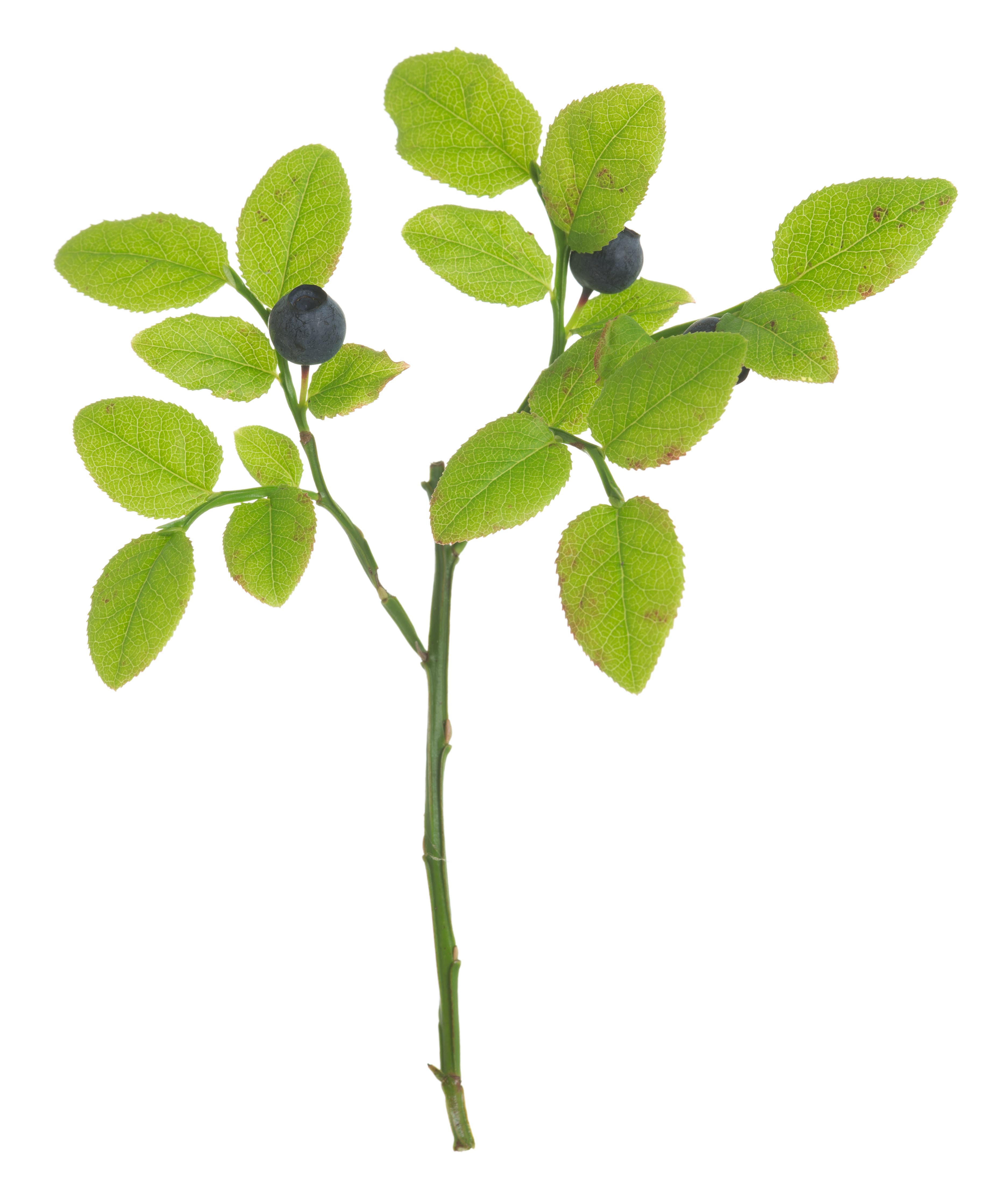 Bilberry