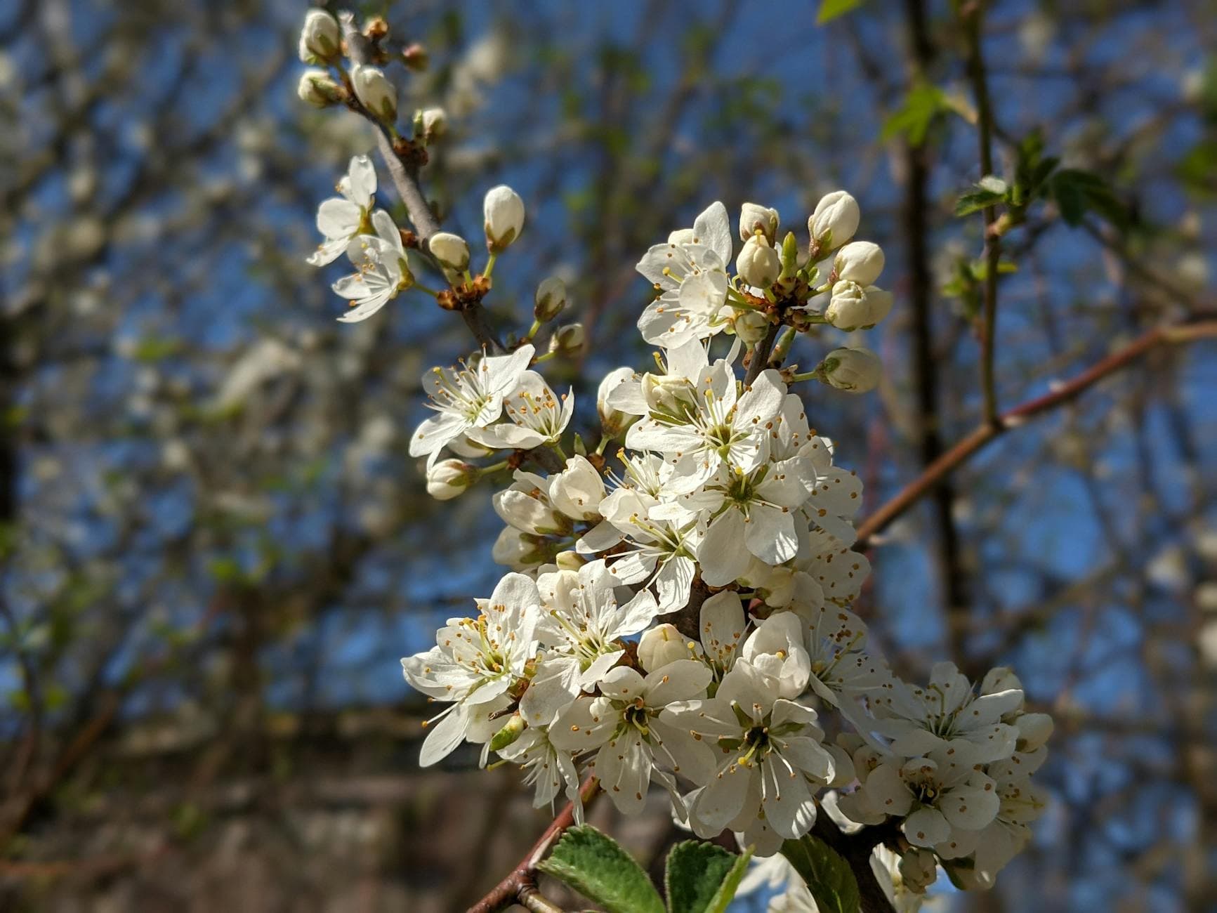 Blackthorn (Sloe)
