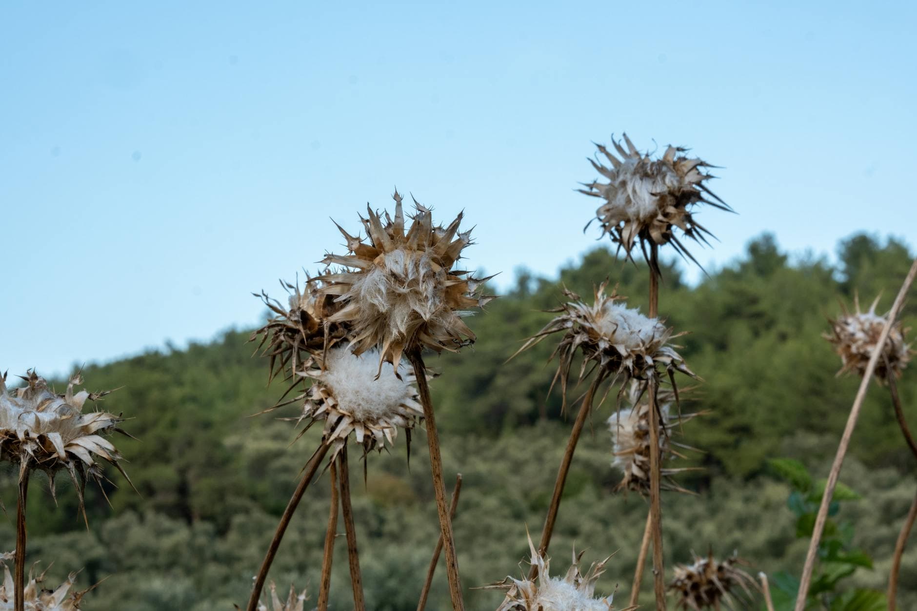 Blessed Thistle