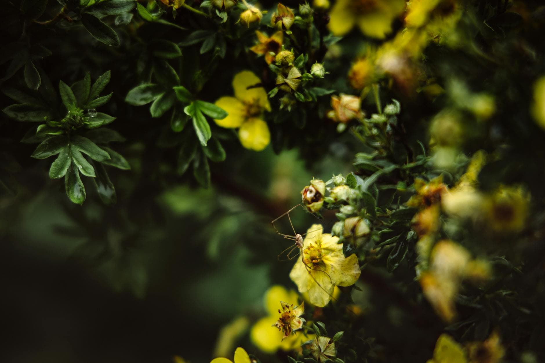 Cinquefoil