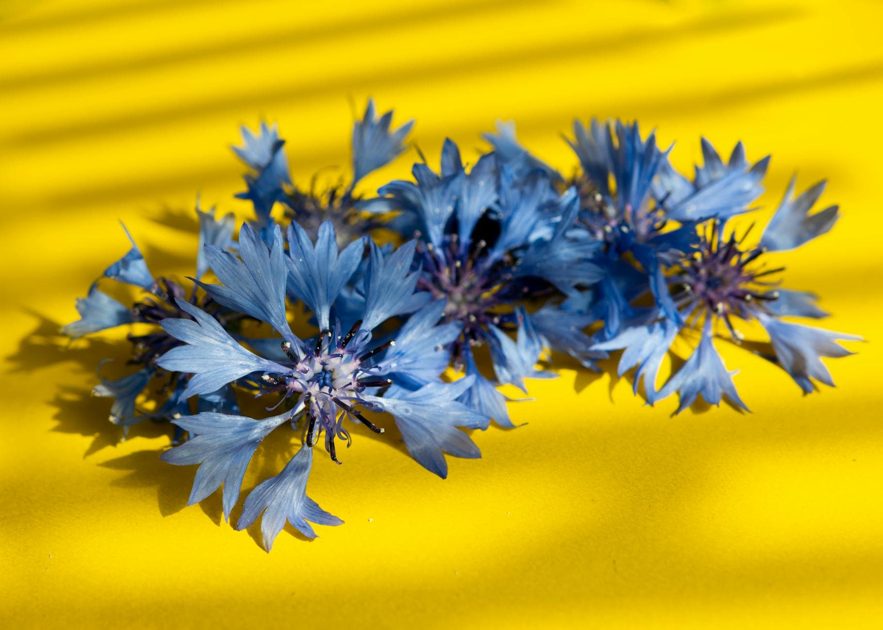 Cornflower