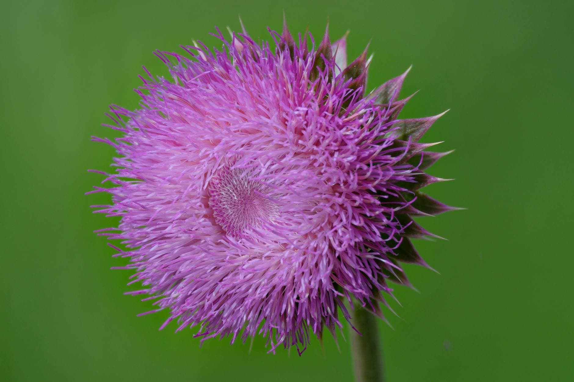Cotton Thistle