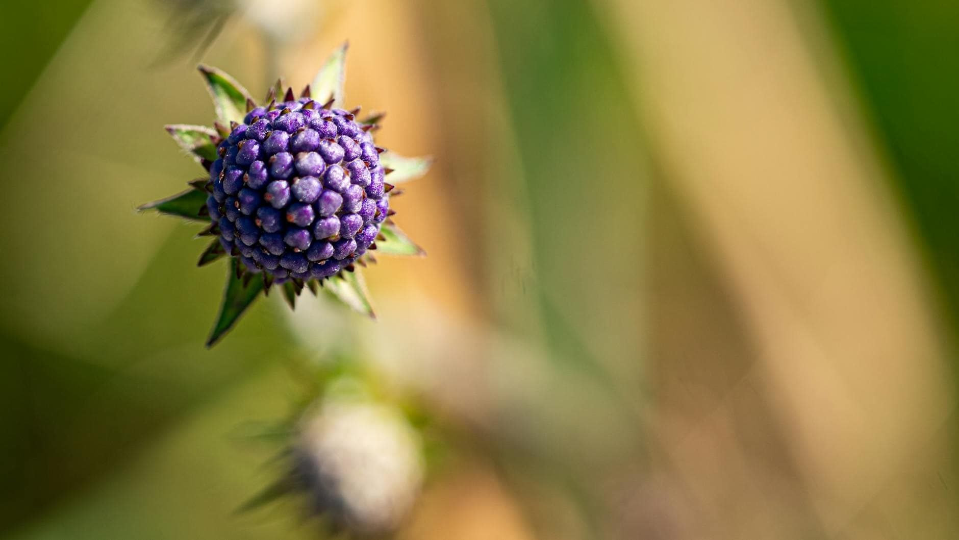 Devil's Bit Scabious