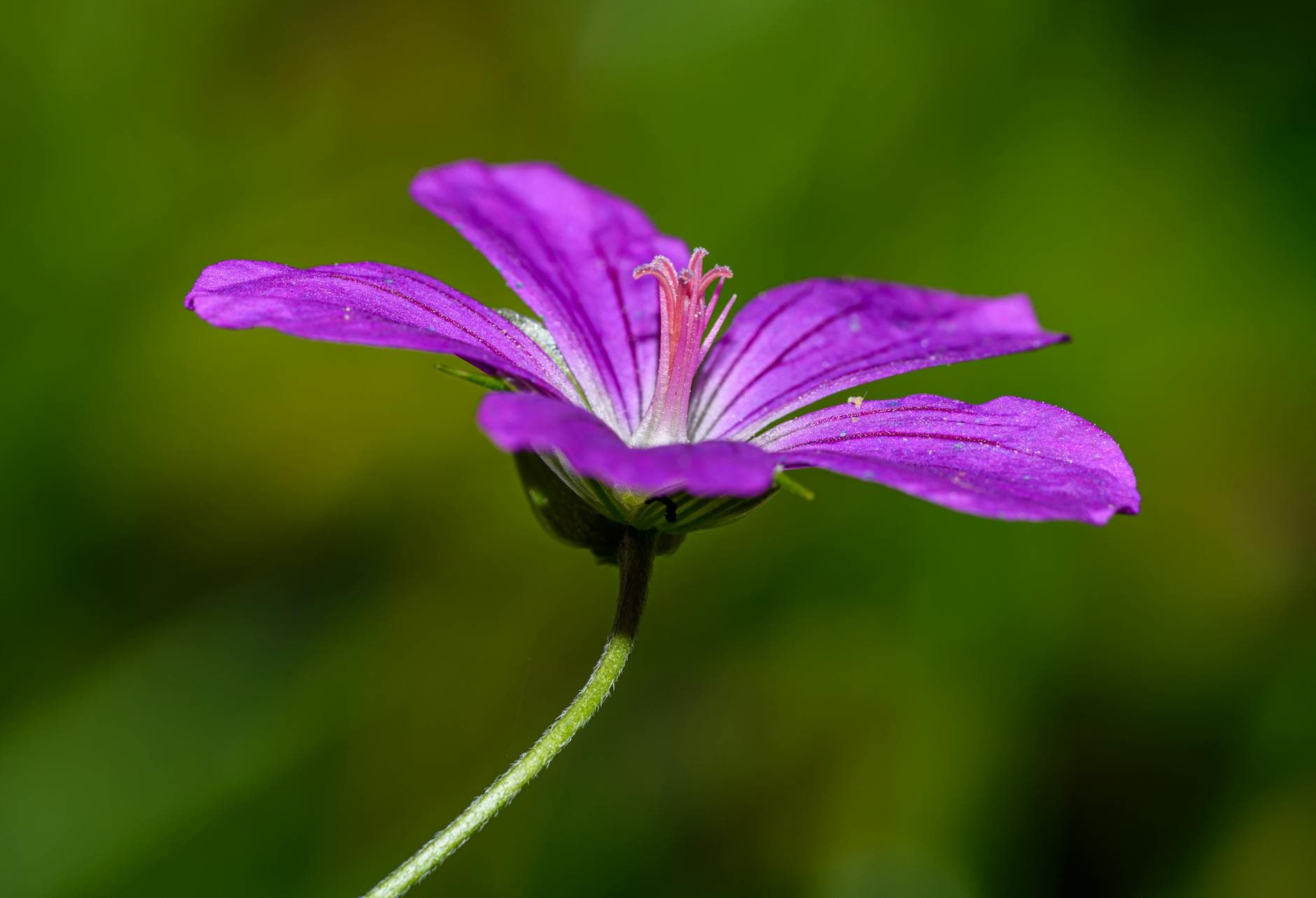 Dovesfoot Cranesbill