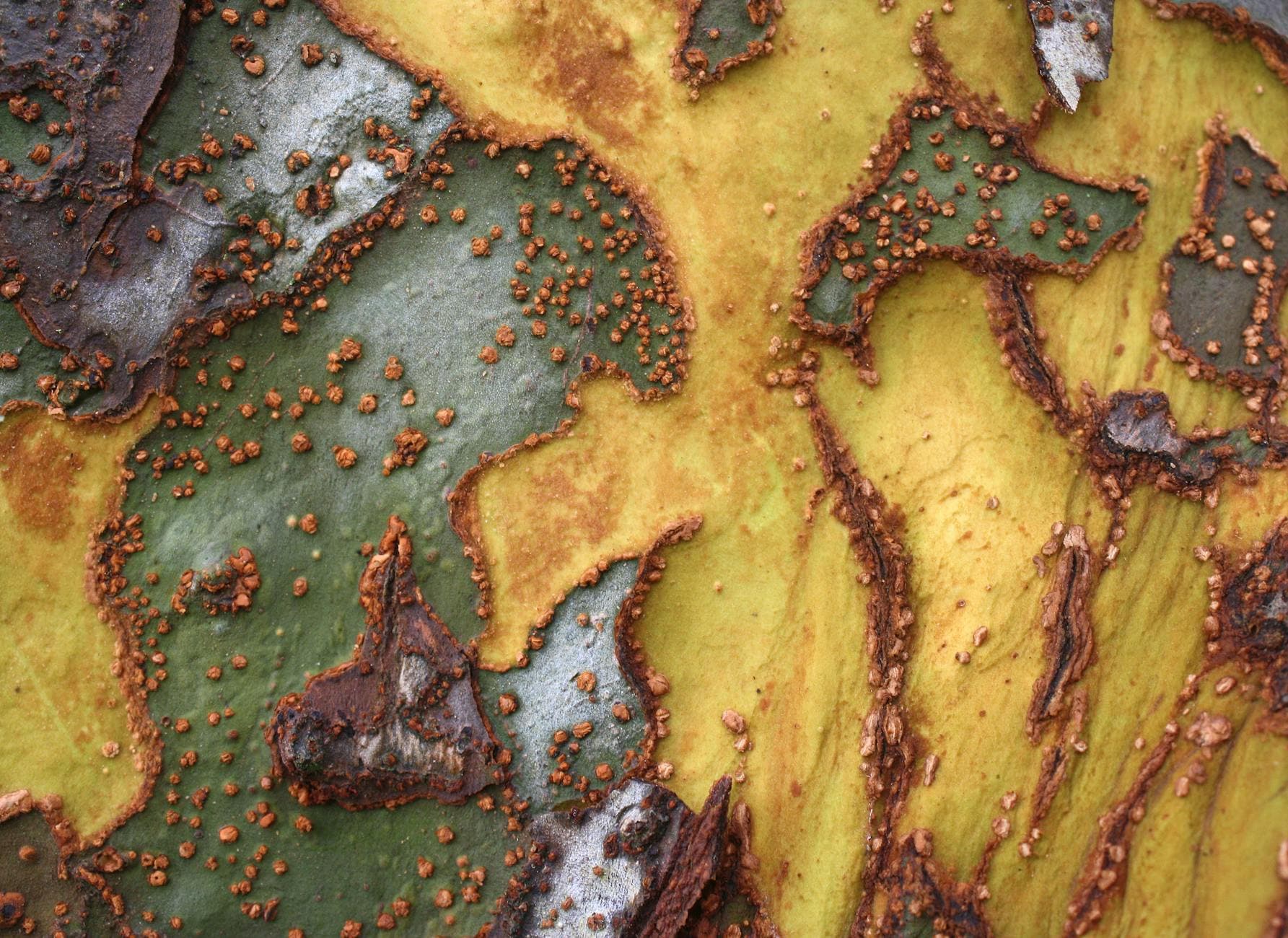 Elm