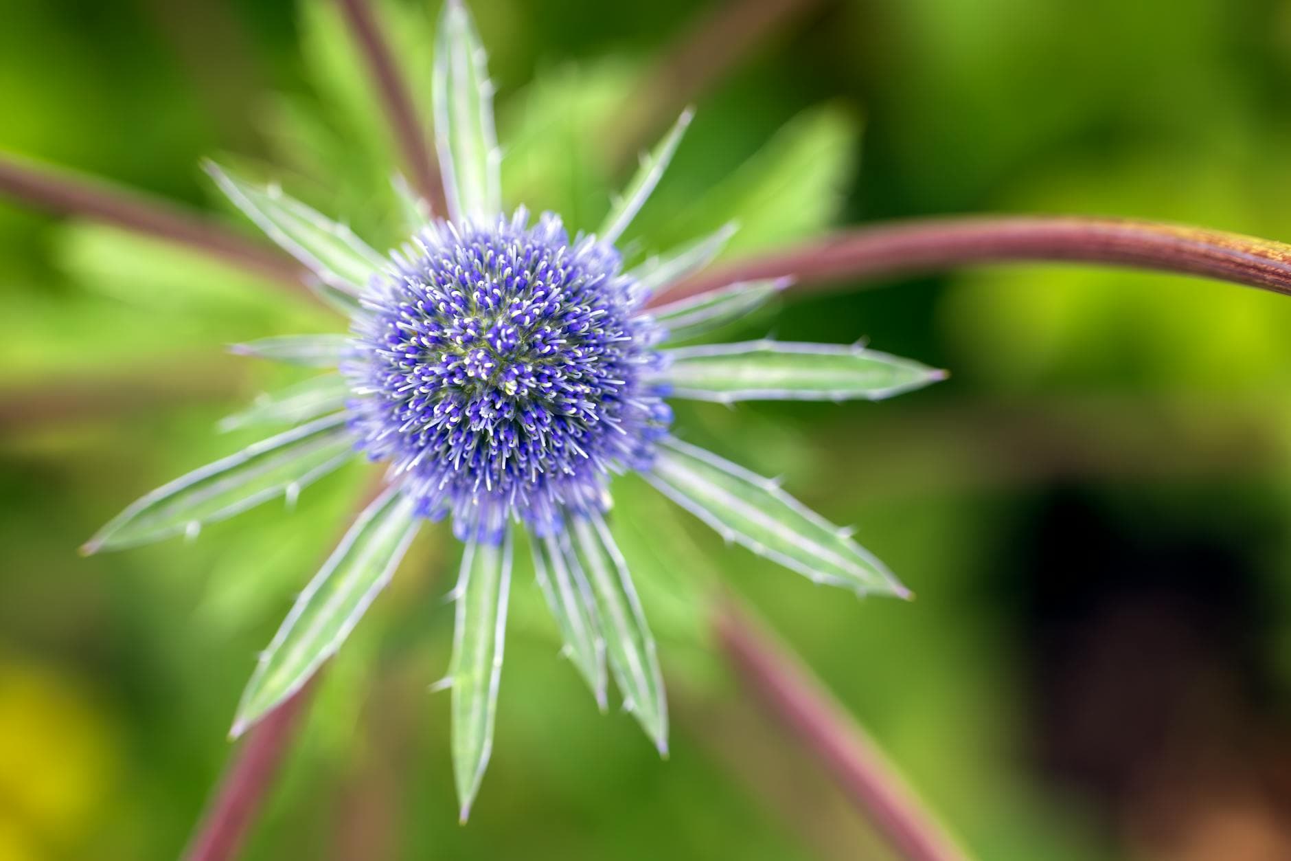 Eryngo