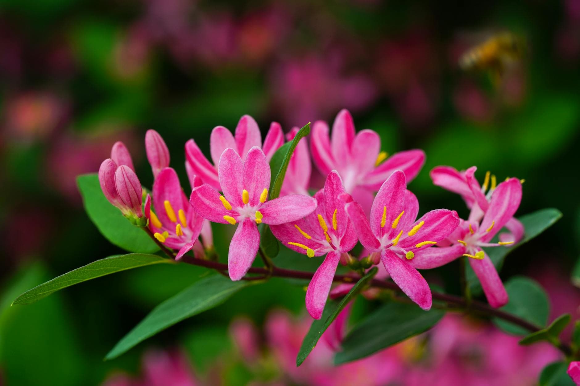 European Honeysuckle