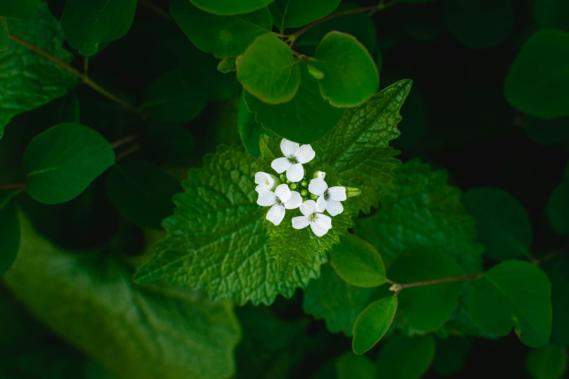 Garlic Mustard