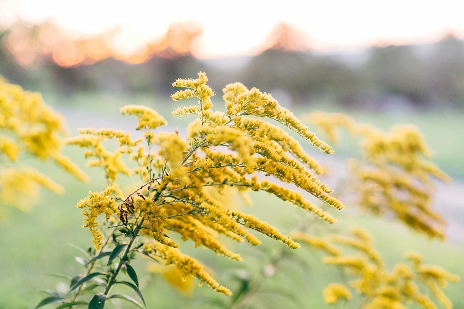 Goldenrod
