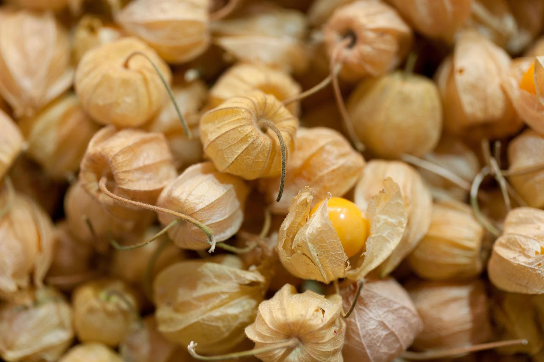 Gooseberry