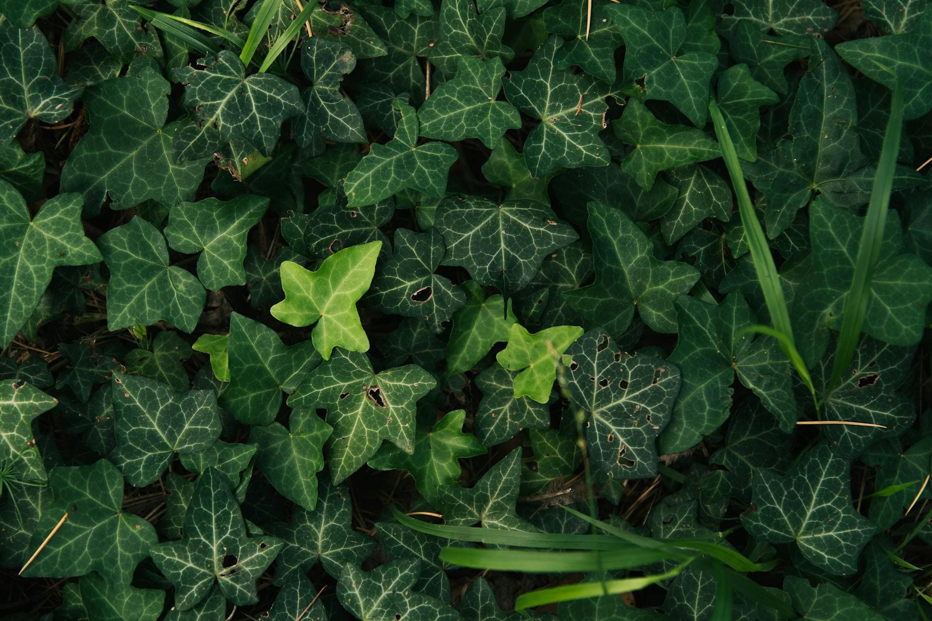 Ground Ivy