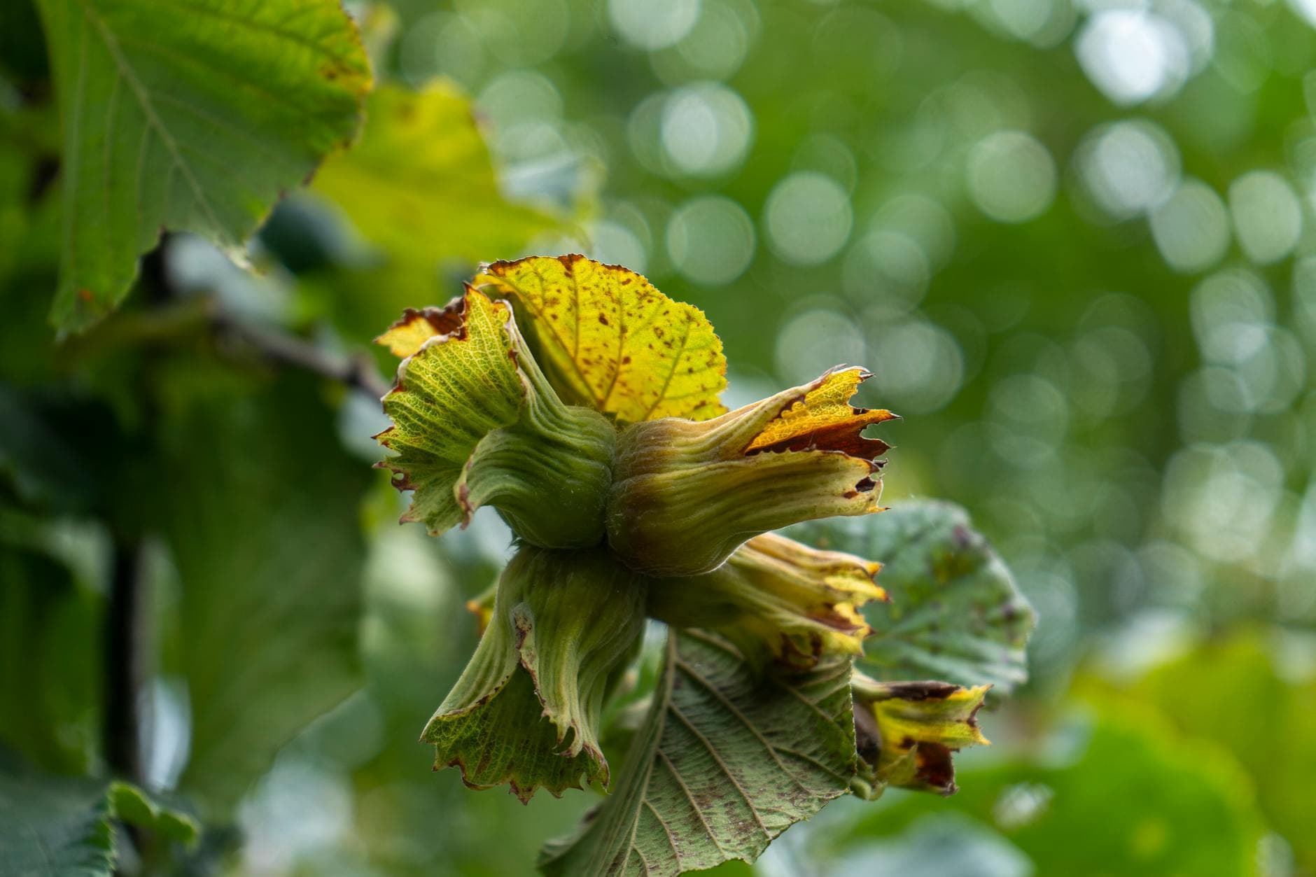 Hazelnut