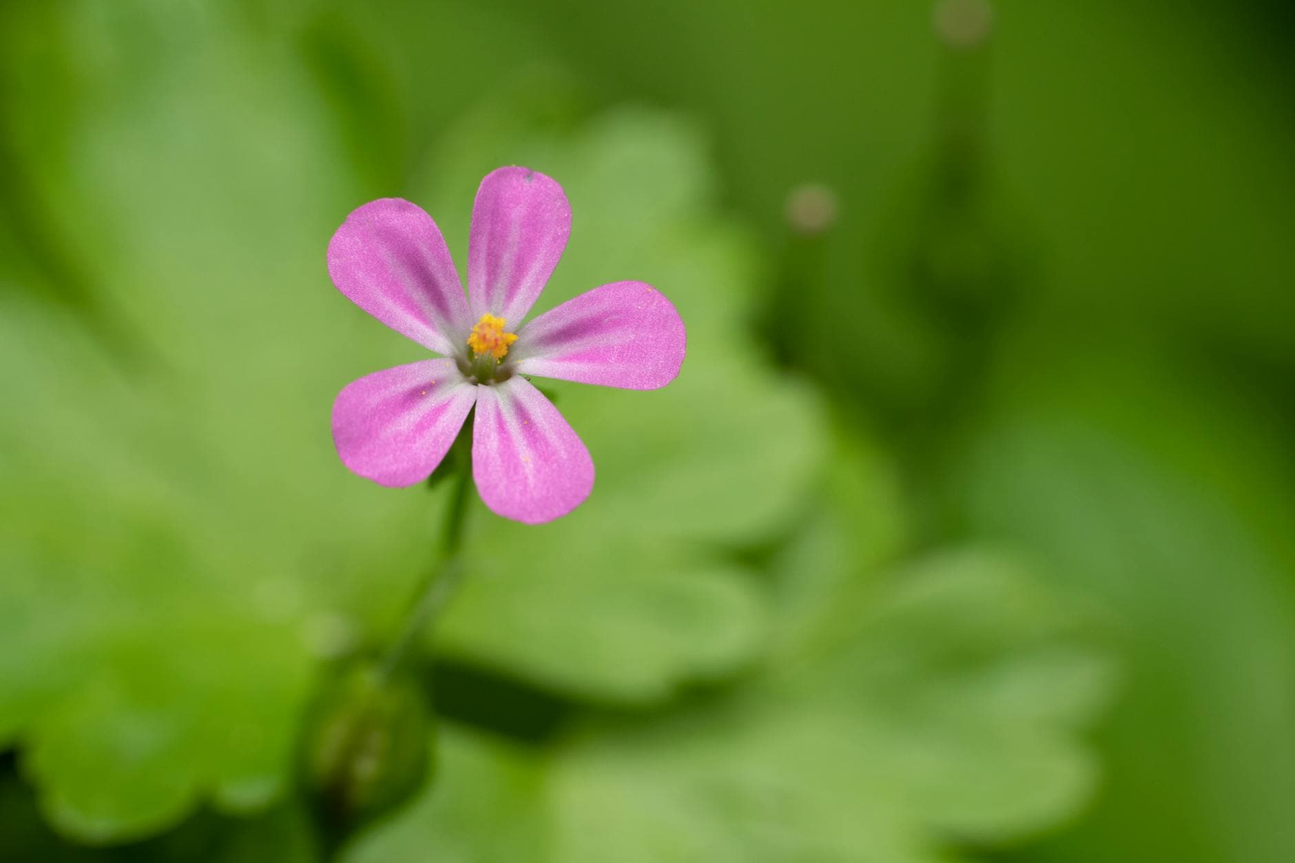Herb Robert