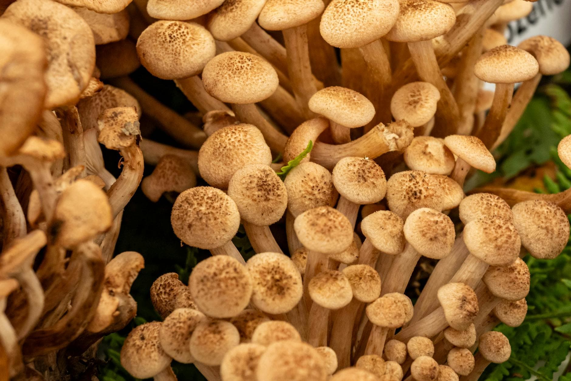 Honey Mushroom