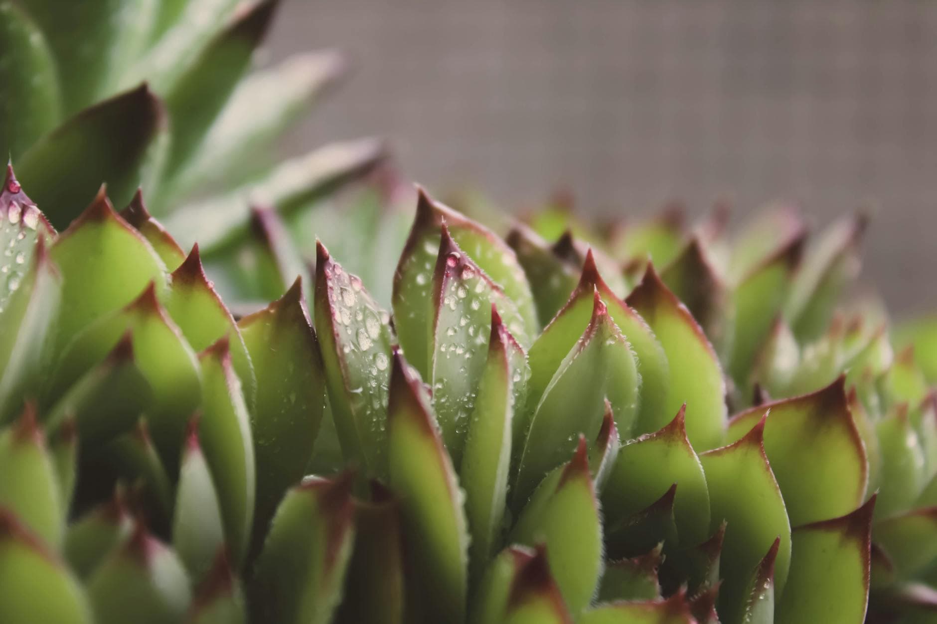 Houseleek