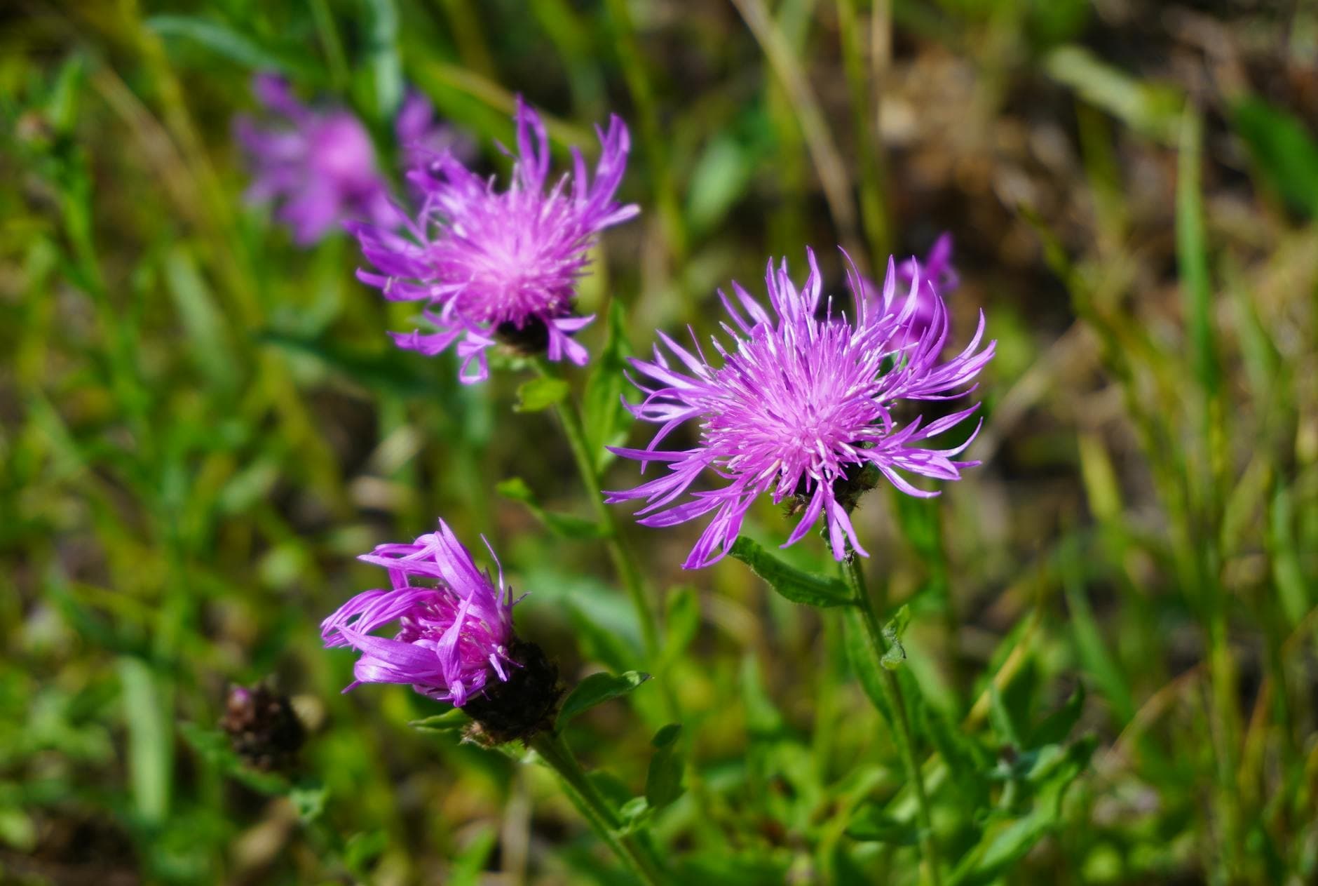Knapweed