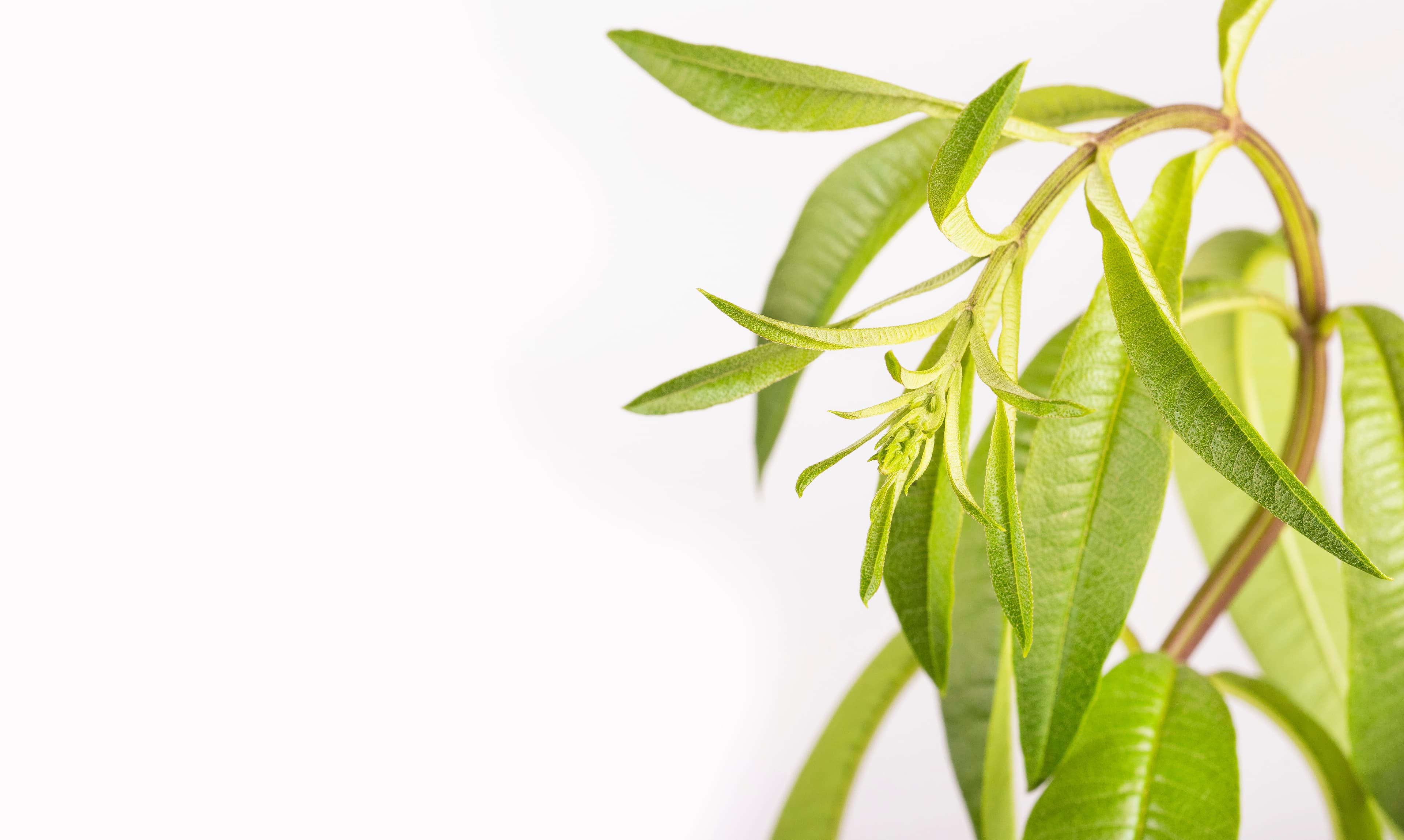 Lemon Verbena