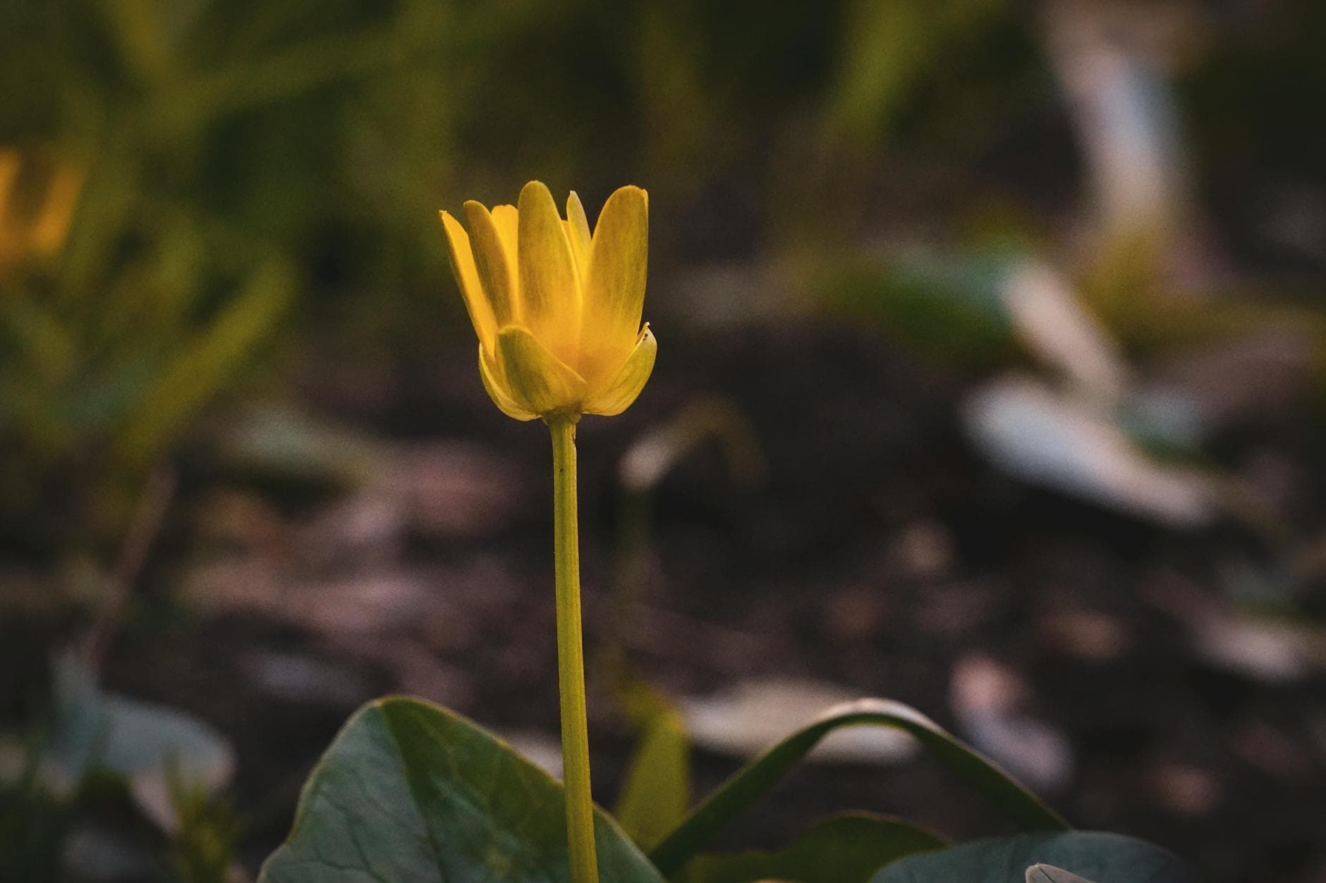 Lesser Celandine