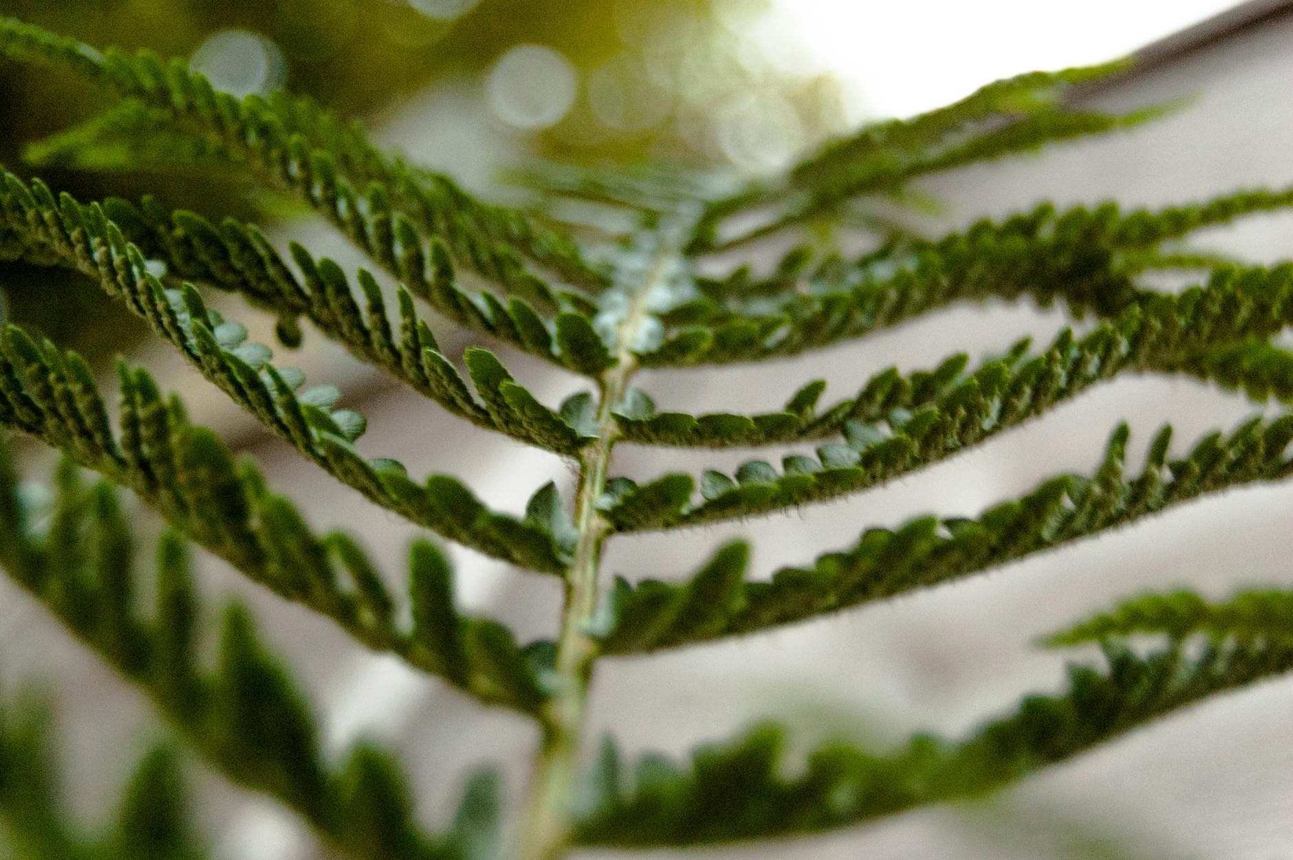 Maidenhair Fern