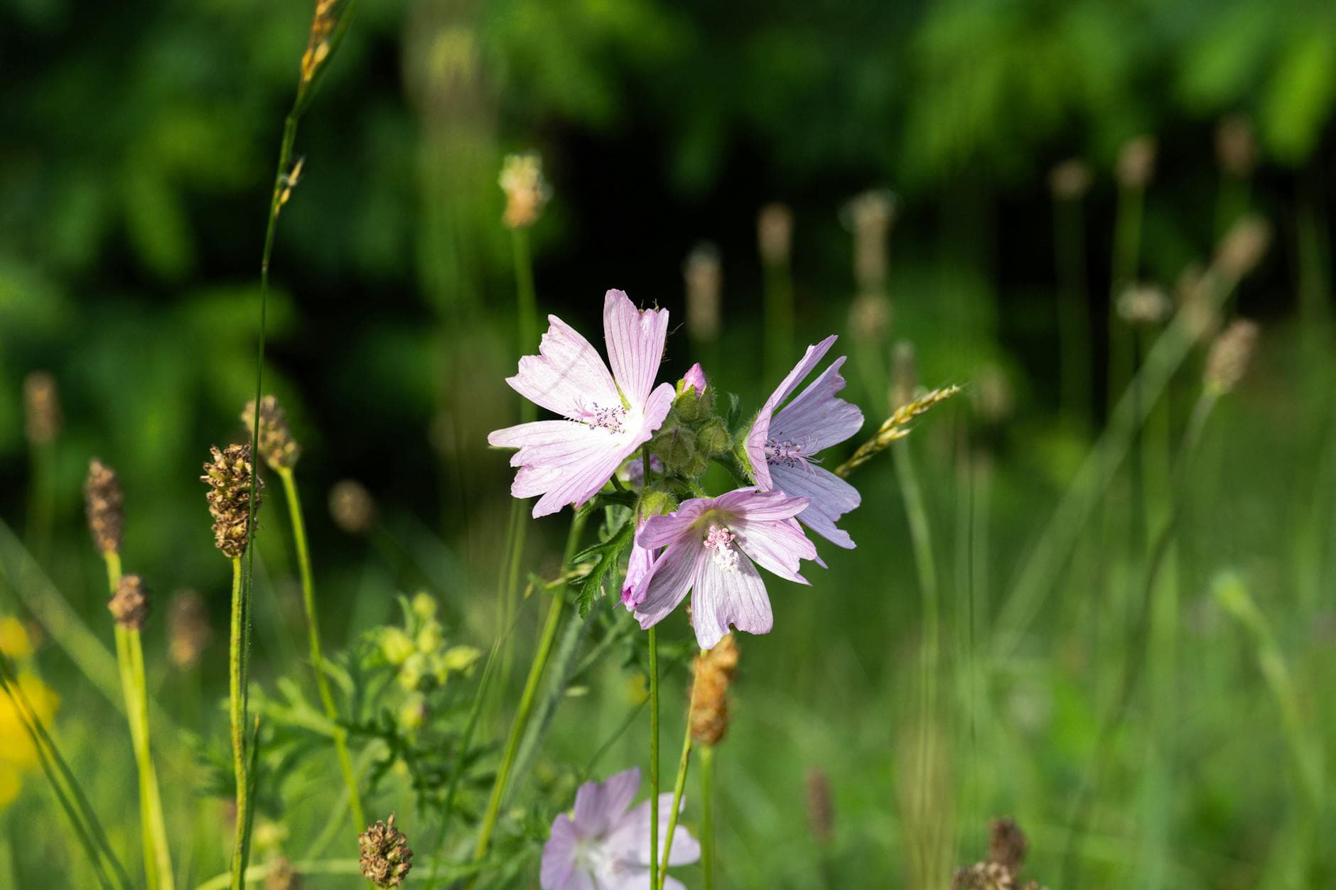 Mallow