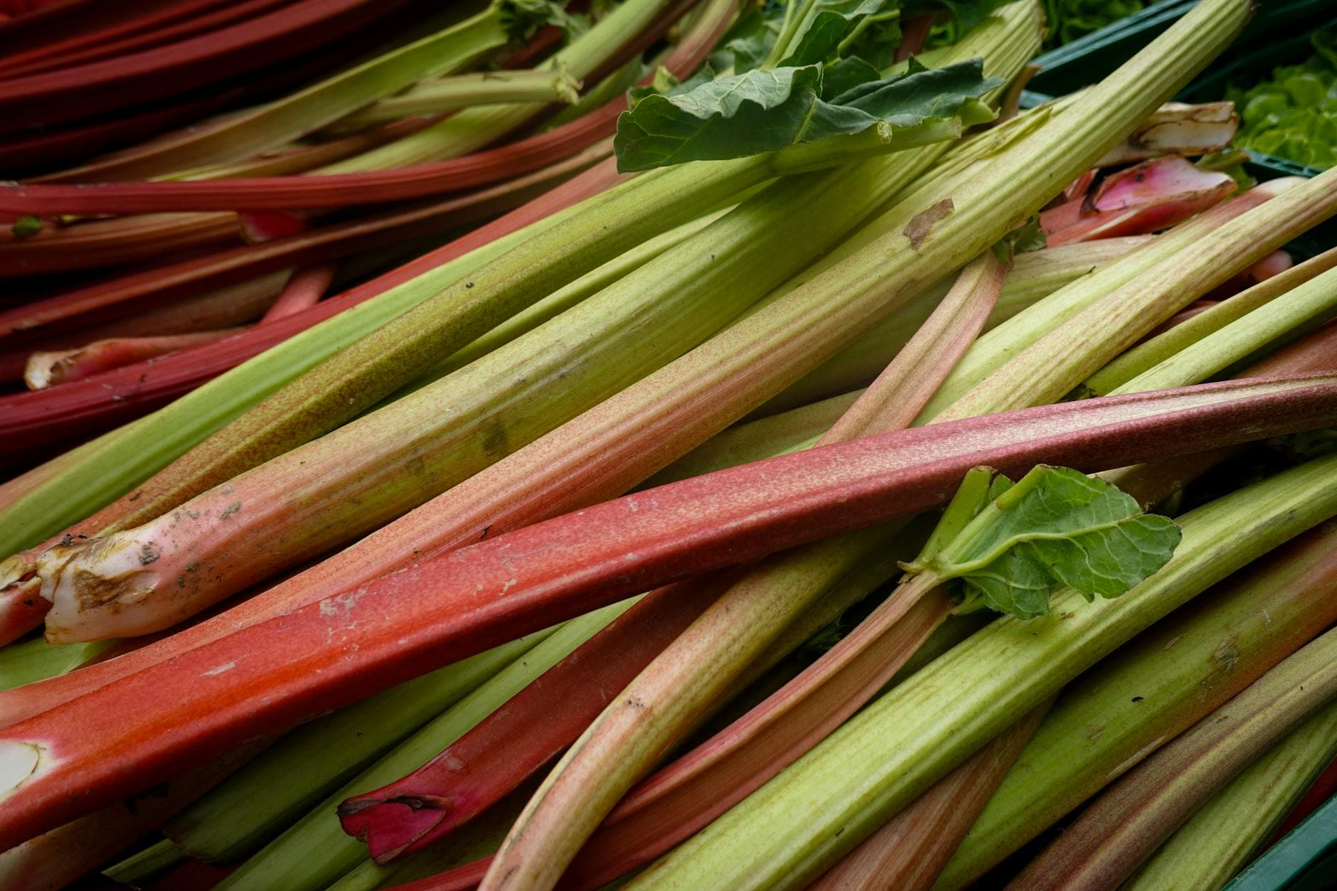 Monk's Rhubarb