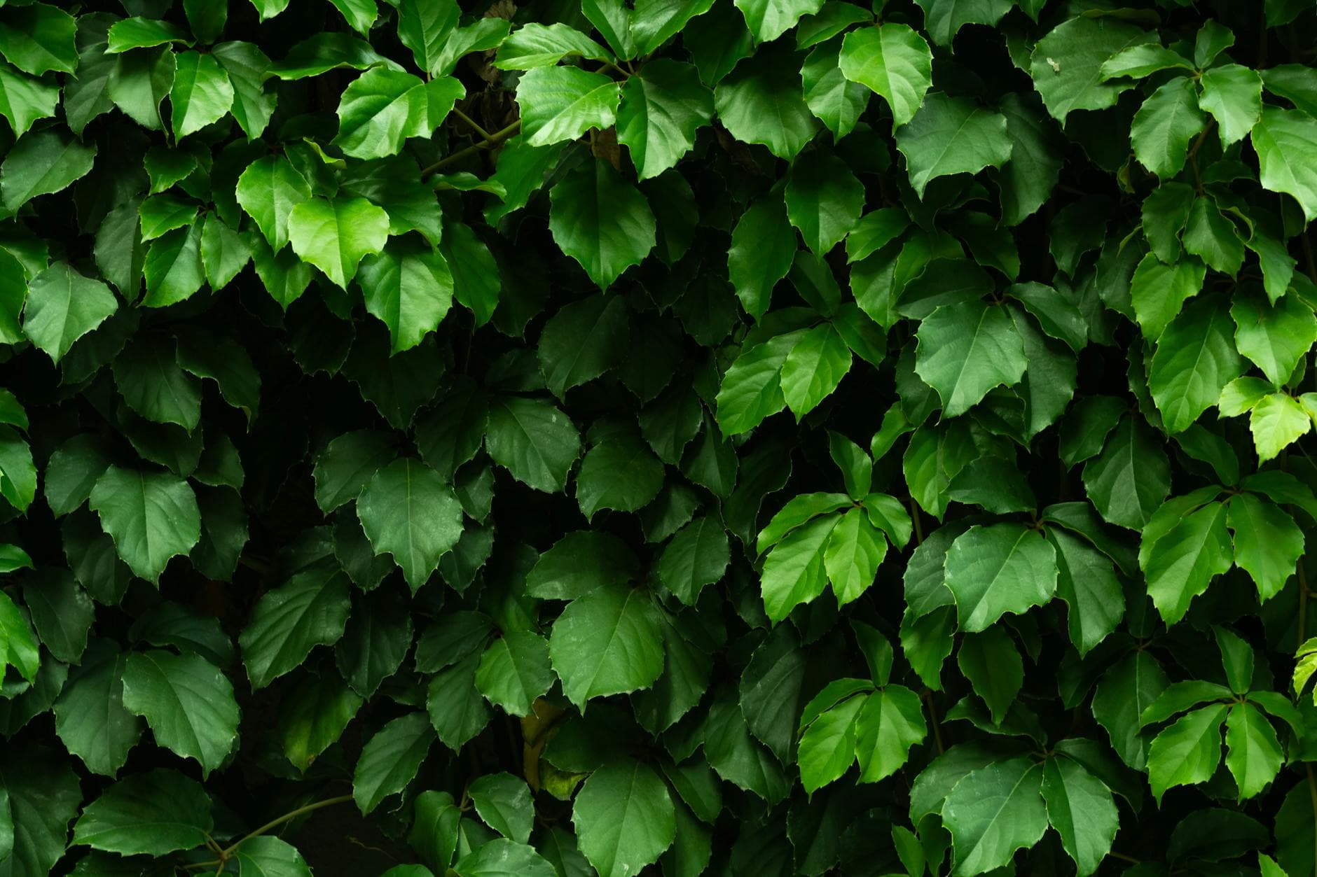 Moonwort