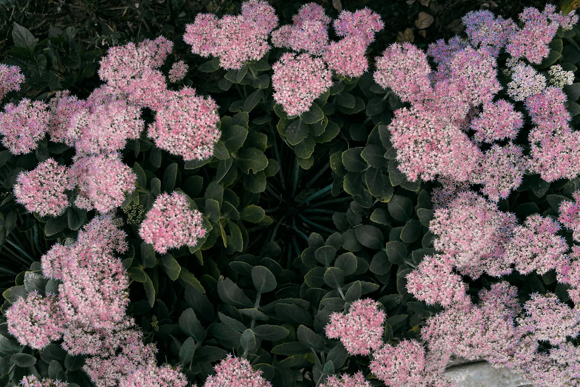 Orpine