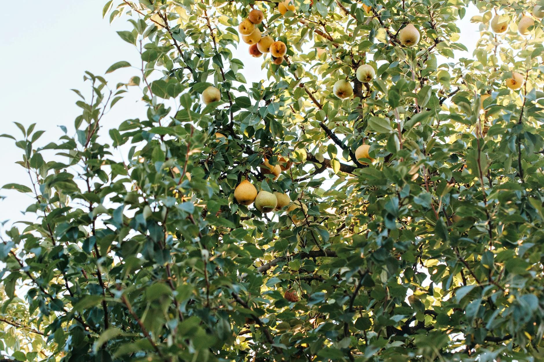 Pear Tree