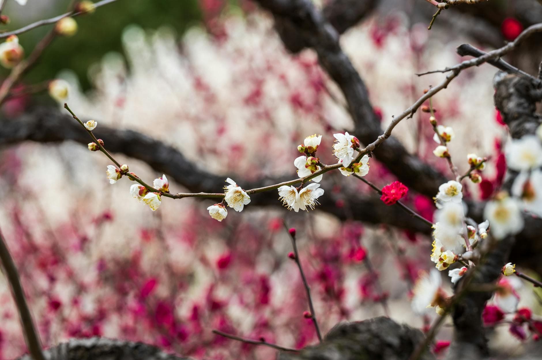 Plum Tree