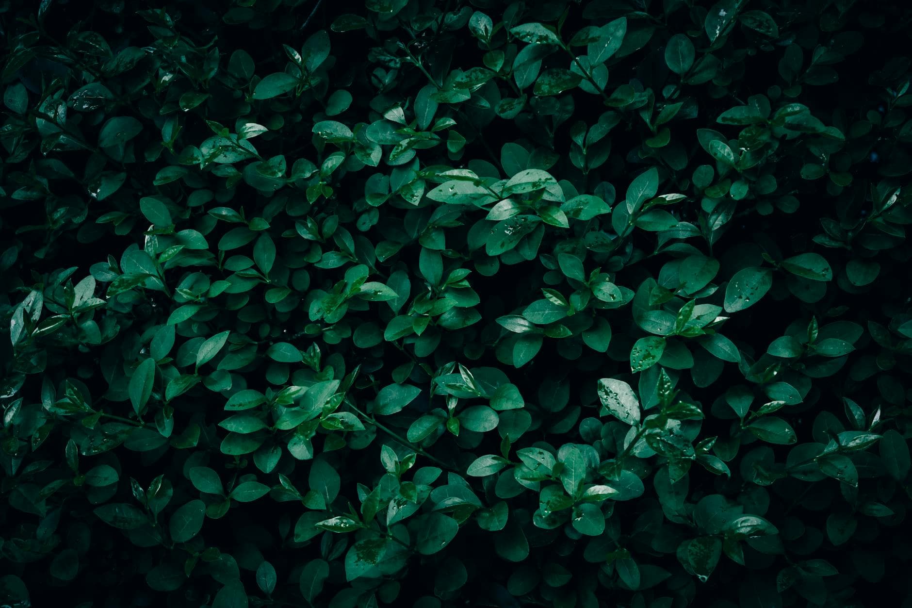 Privet