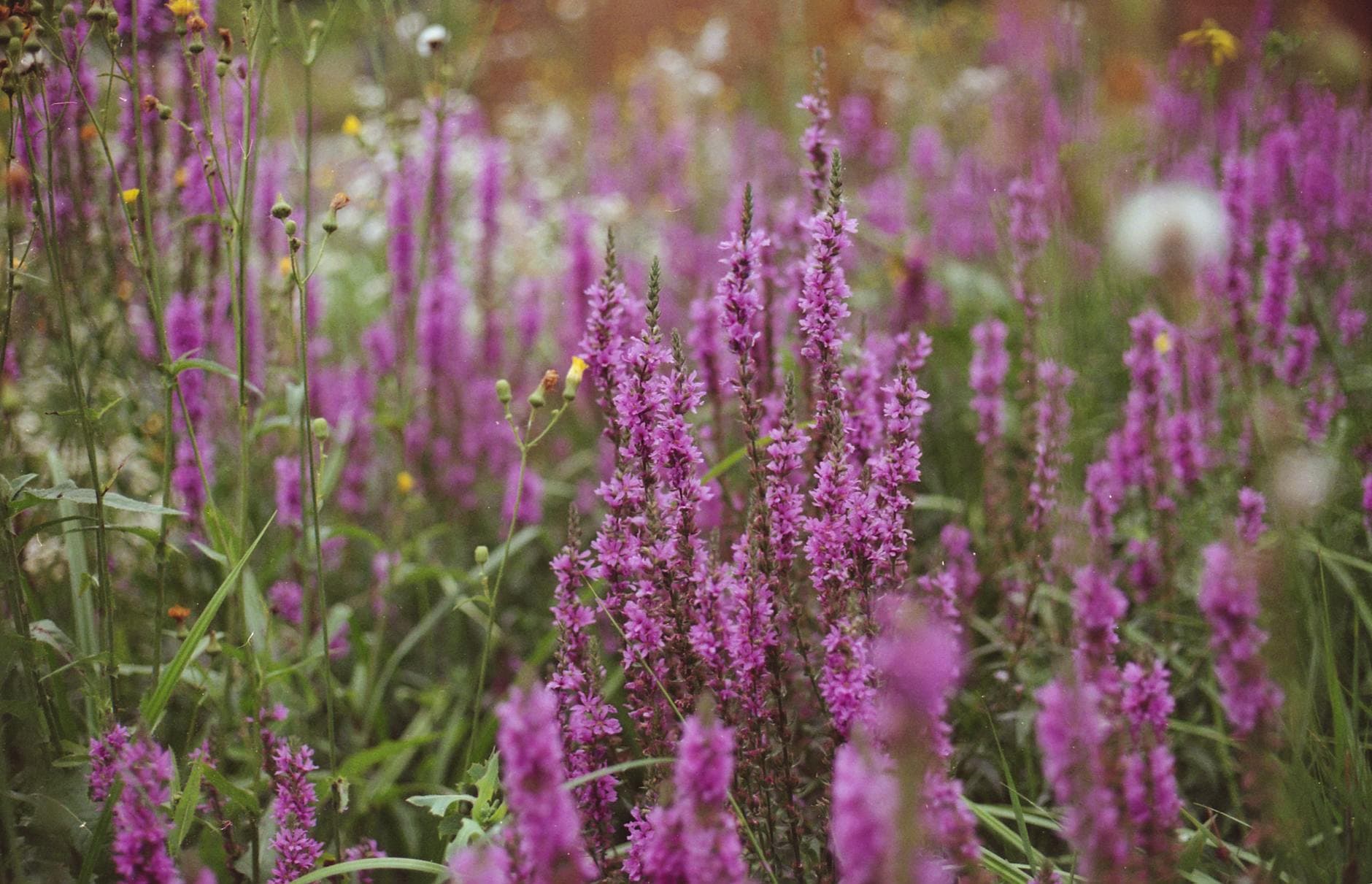 Purple Loosestrife