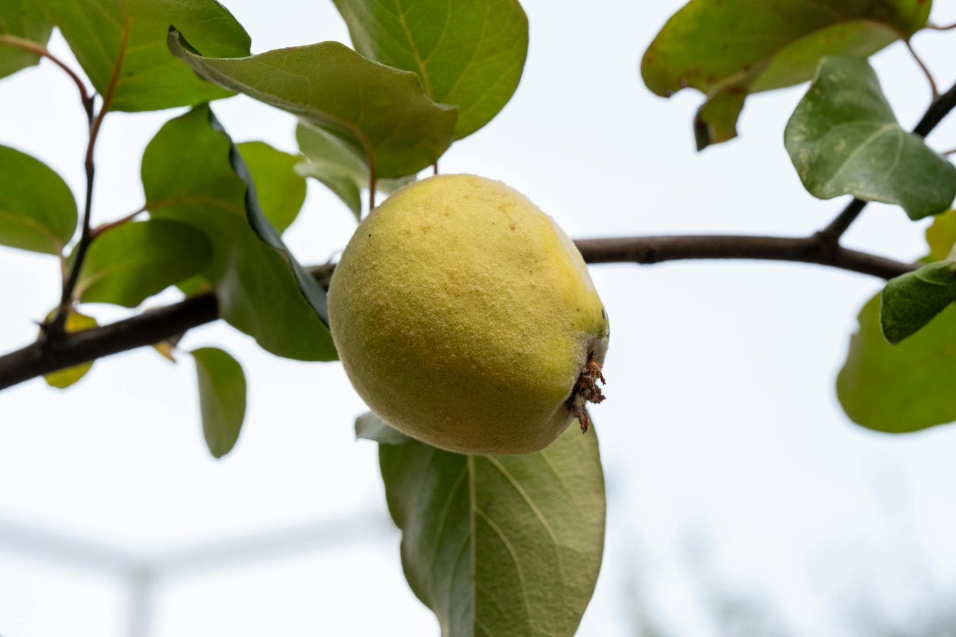 Quince Tree