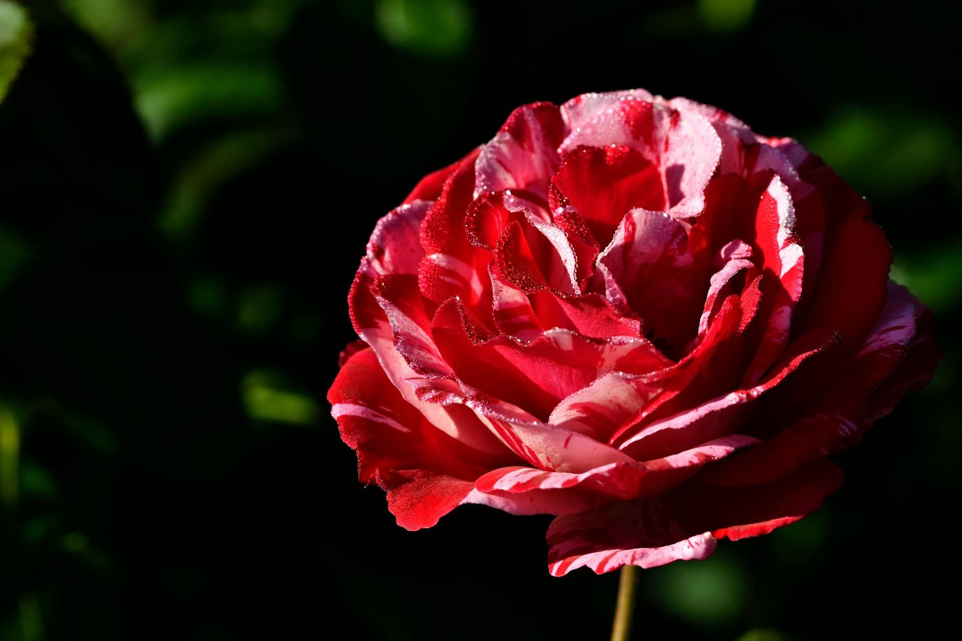 Rose (Apothecary's / Red Rose)