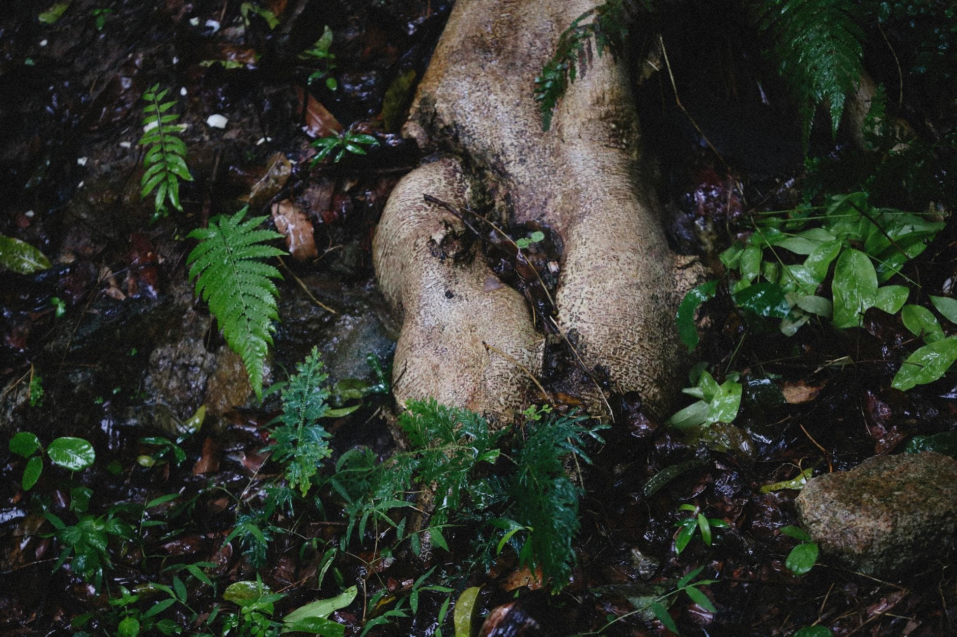 Royal Fern