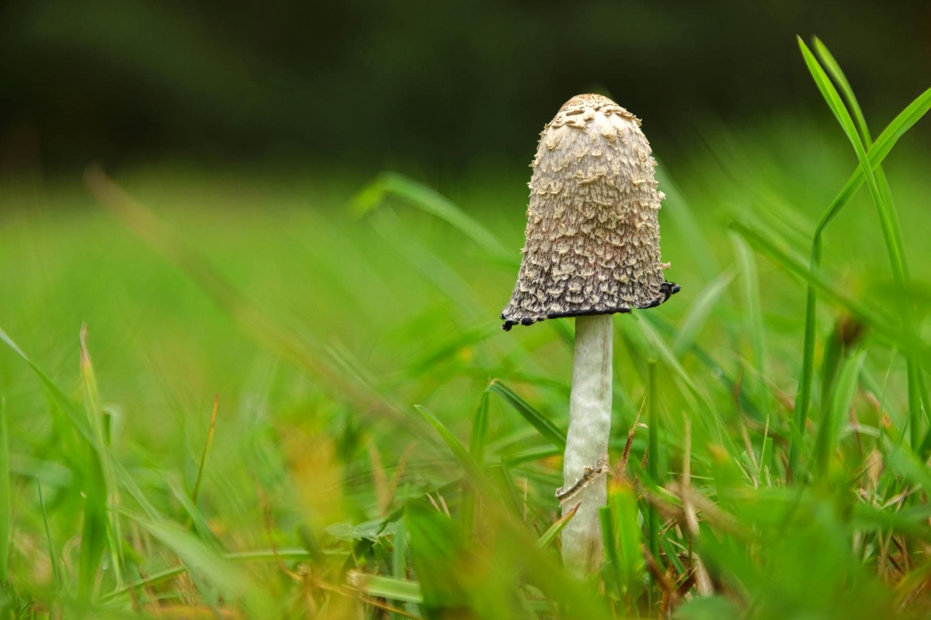 Shaggy Inkcap