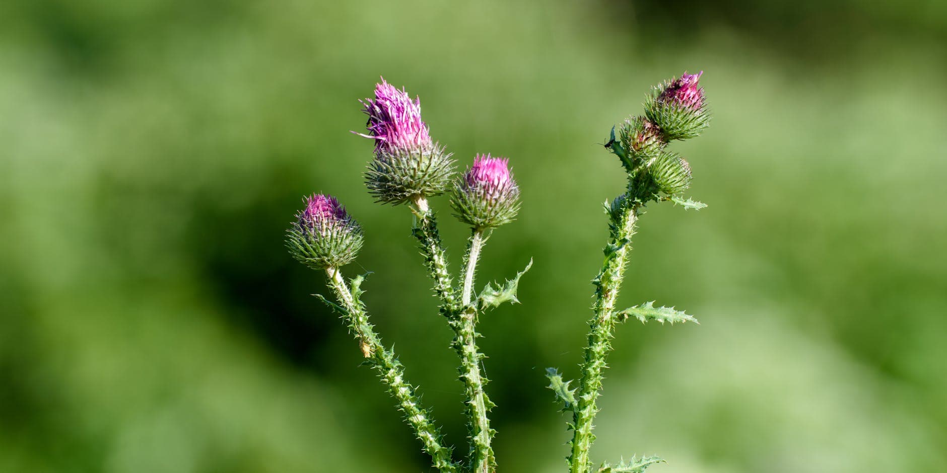 Sow Thistle