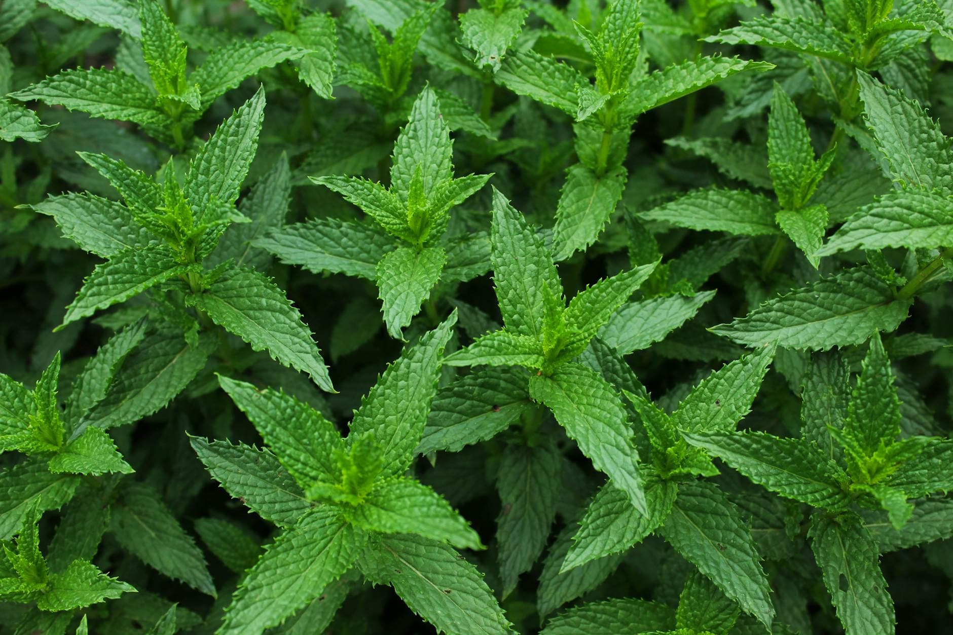 Spearmint