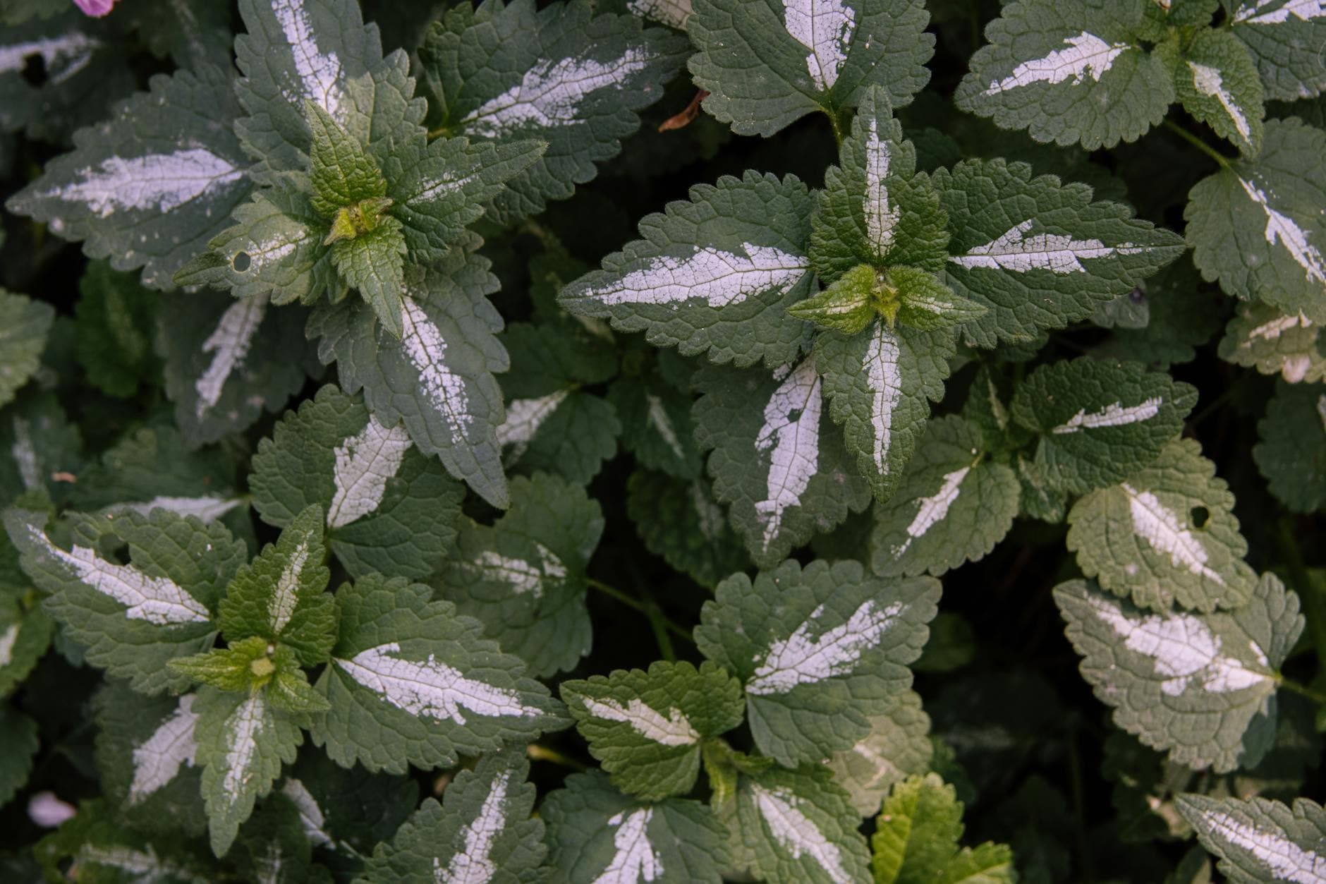 Spotted Dead Nettle
