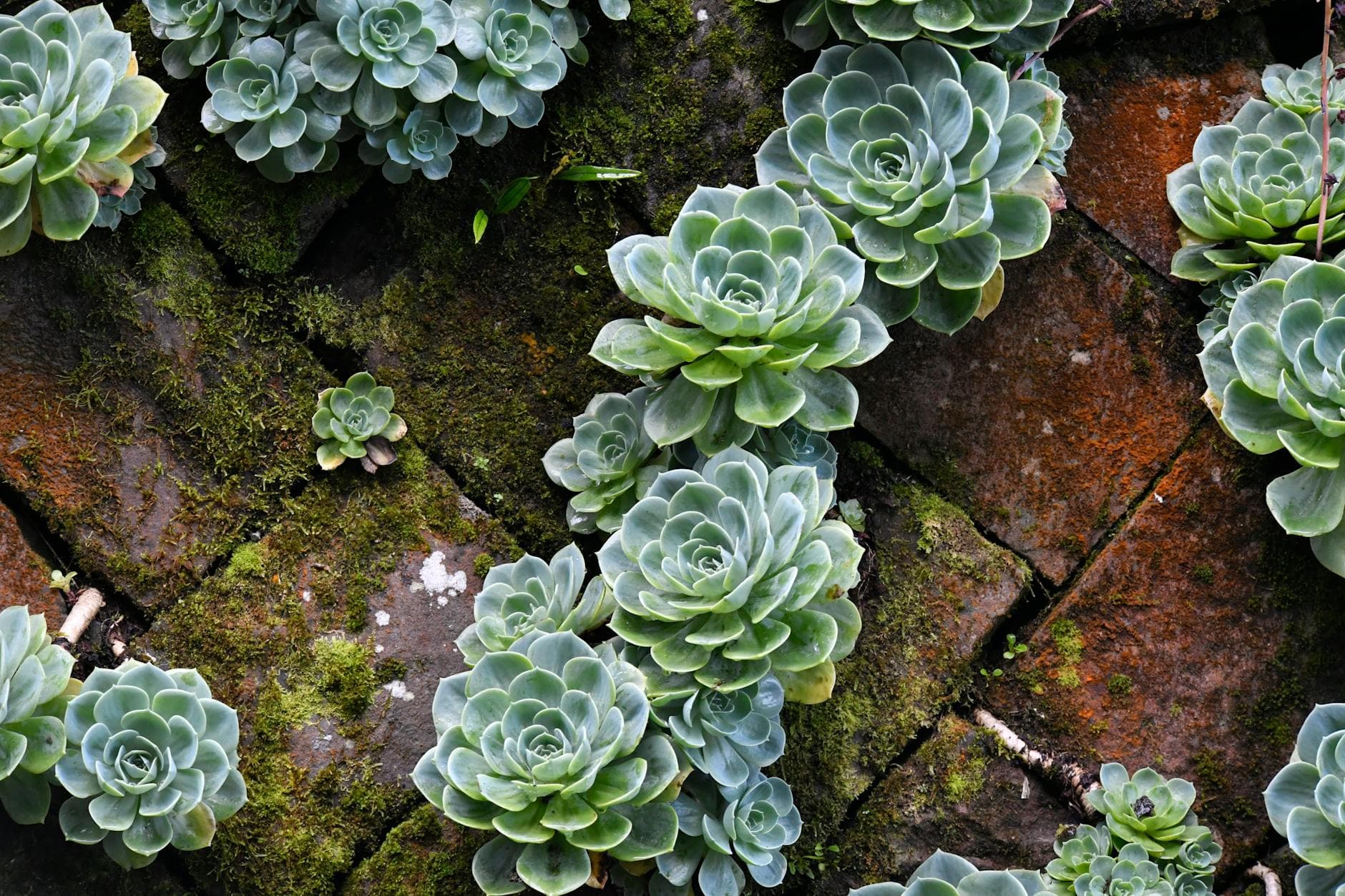 Stonecrop