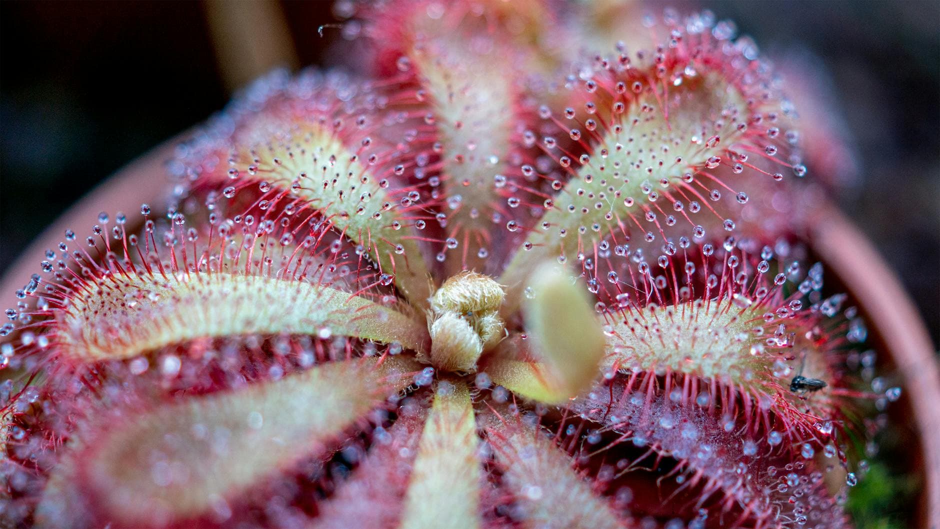 Sundew