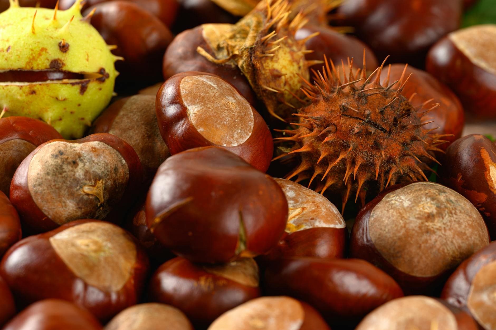 Sweet Chestnut